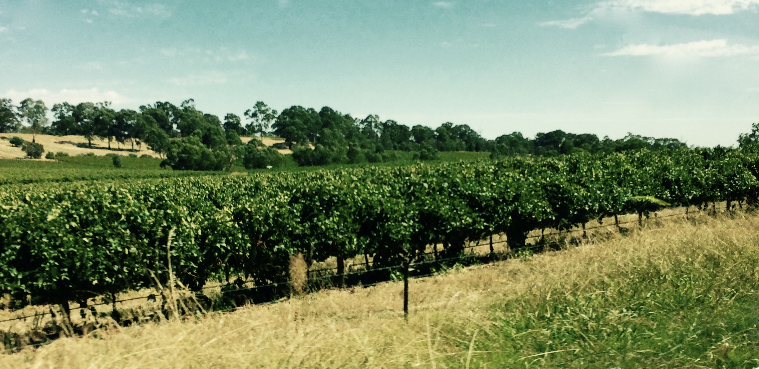 A Tour Of Oyster Bay and Barossa Valley Estate Wines