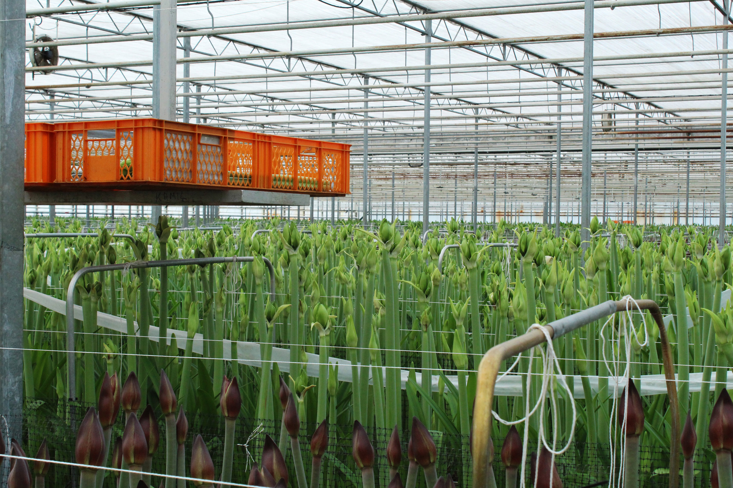 Wijnen Amaryllis Innovation