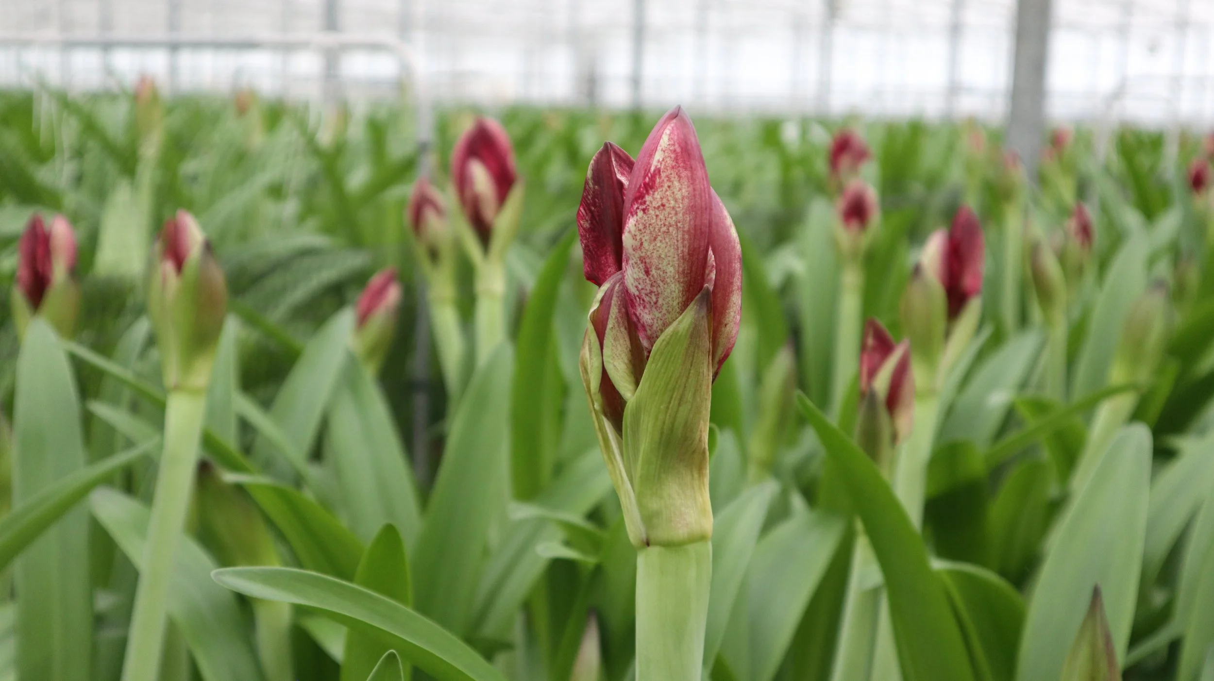 Wijnen Amaryllis Innovation