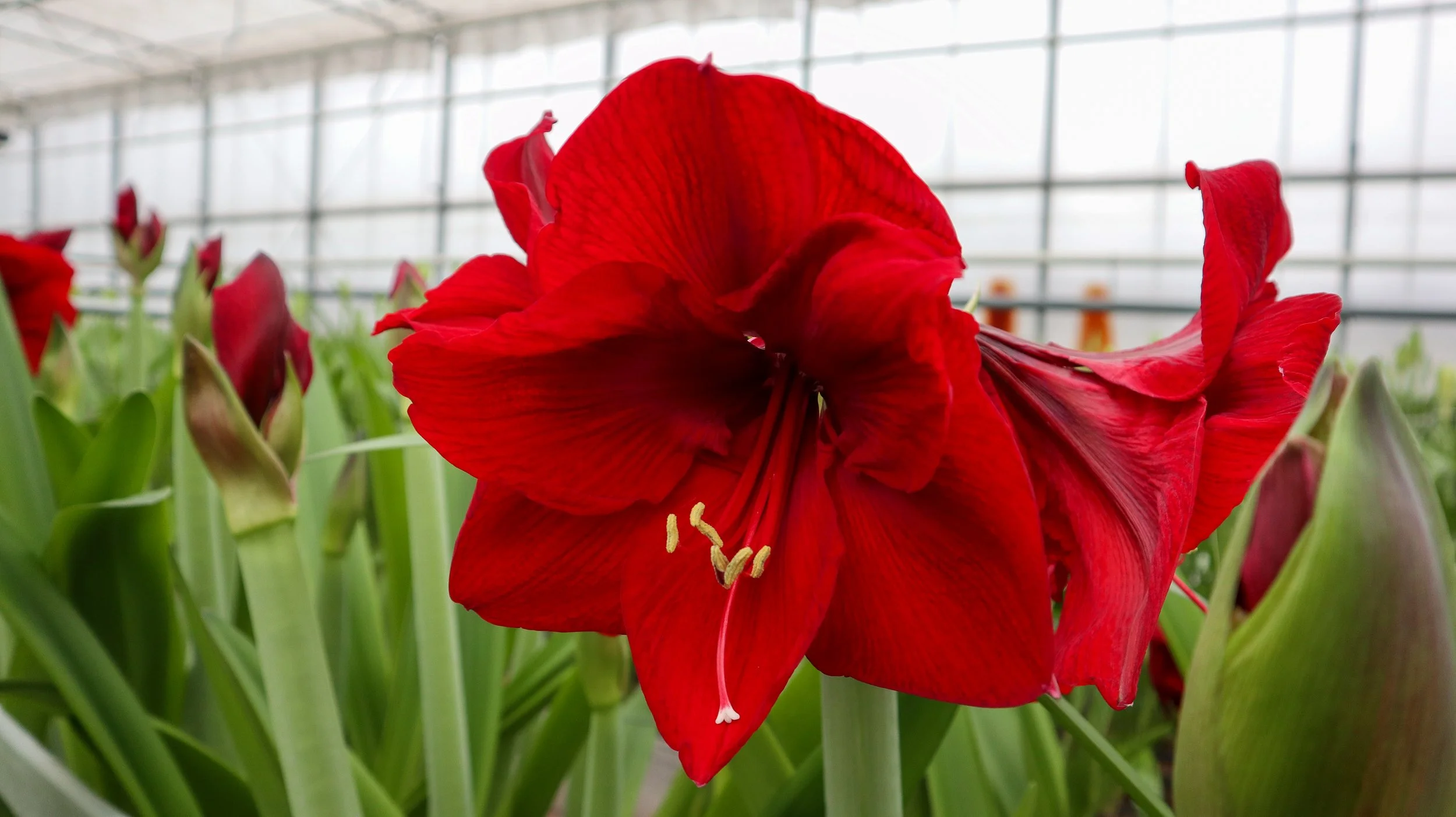 Wijnen Amaryllis Innovation