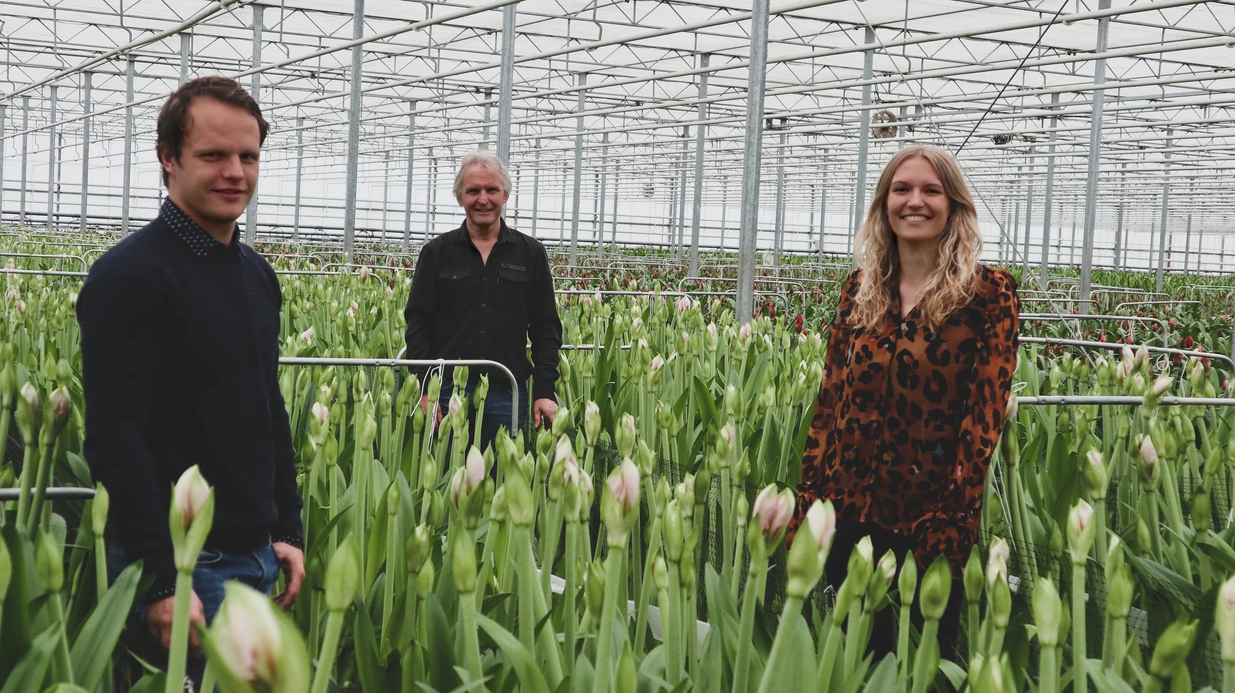 Wijnen Amaryllis Innovation