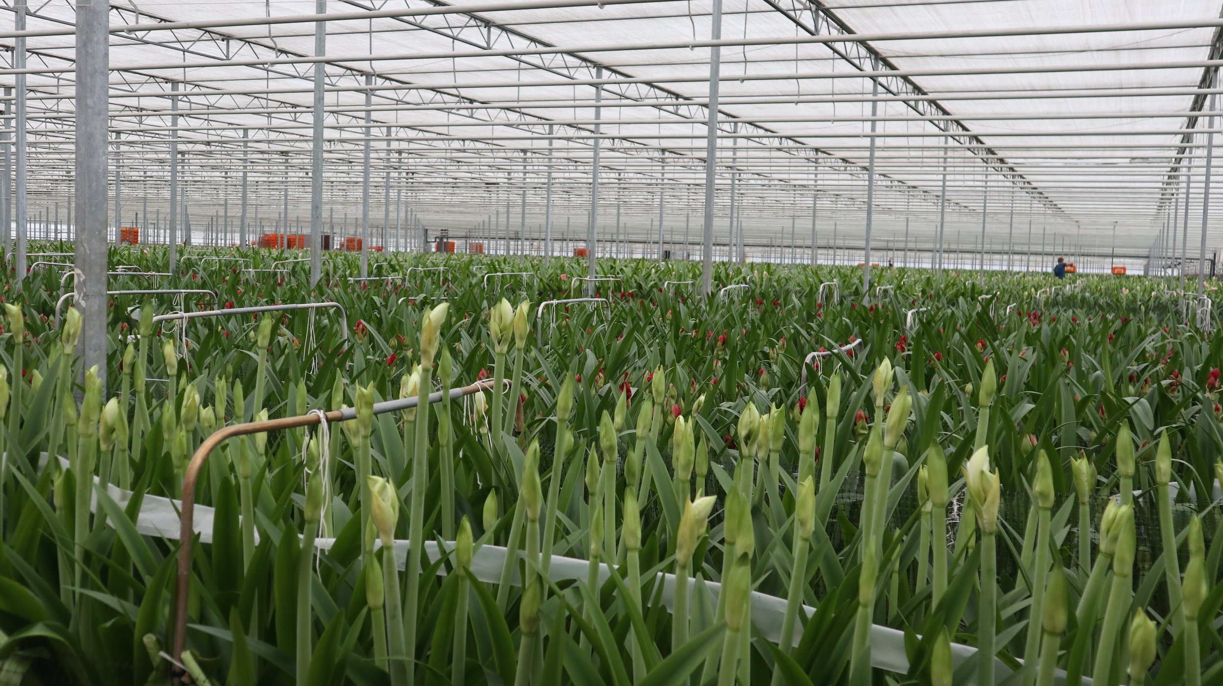 Wijnen Amaryllis Innovation 