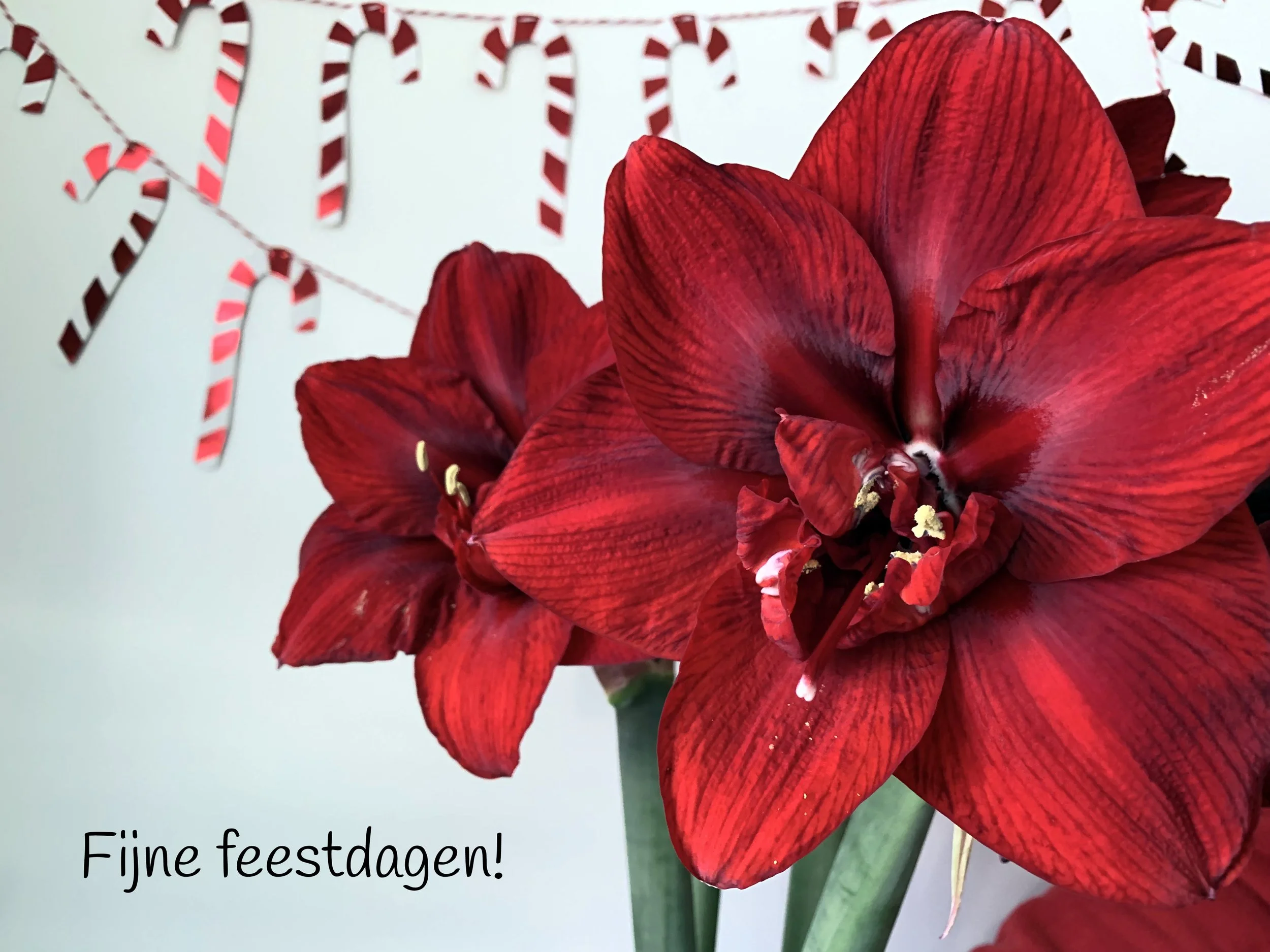 Fijne feestdagen
