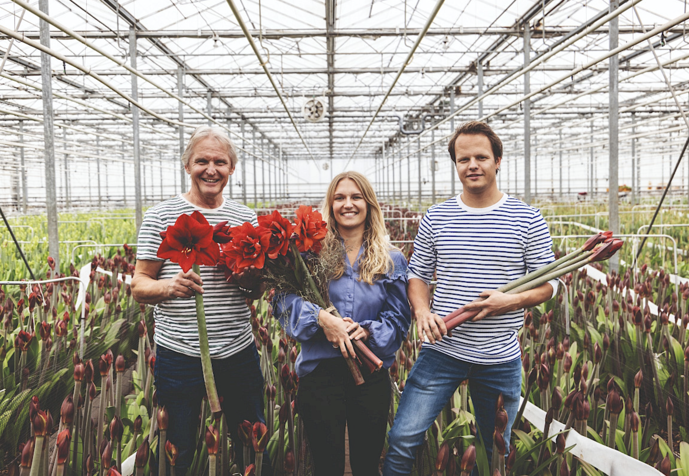Wijnen Amaryllis Innovation