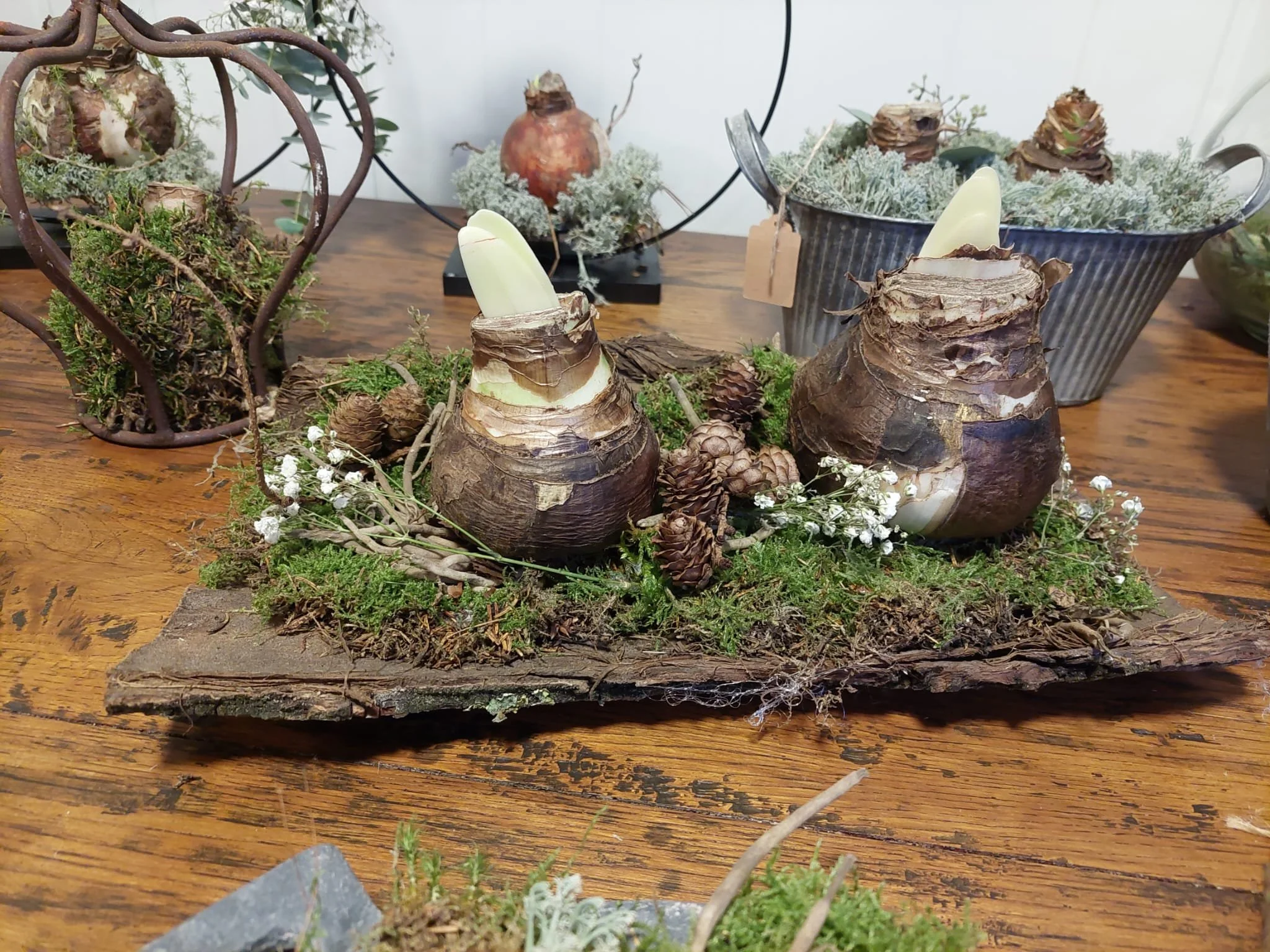 Amaryllis als relatie- of eindejaarsgeschenk