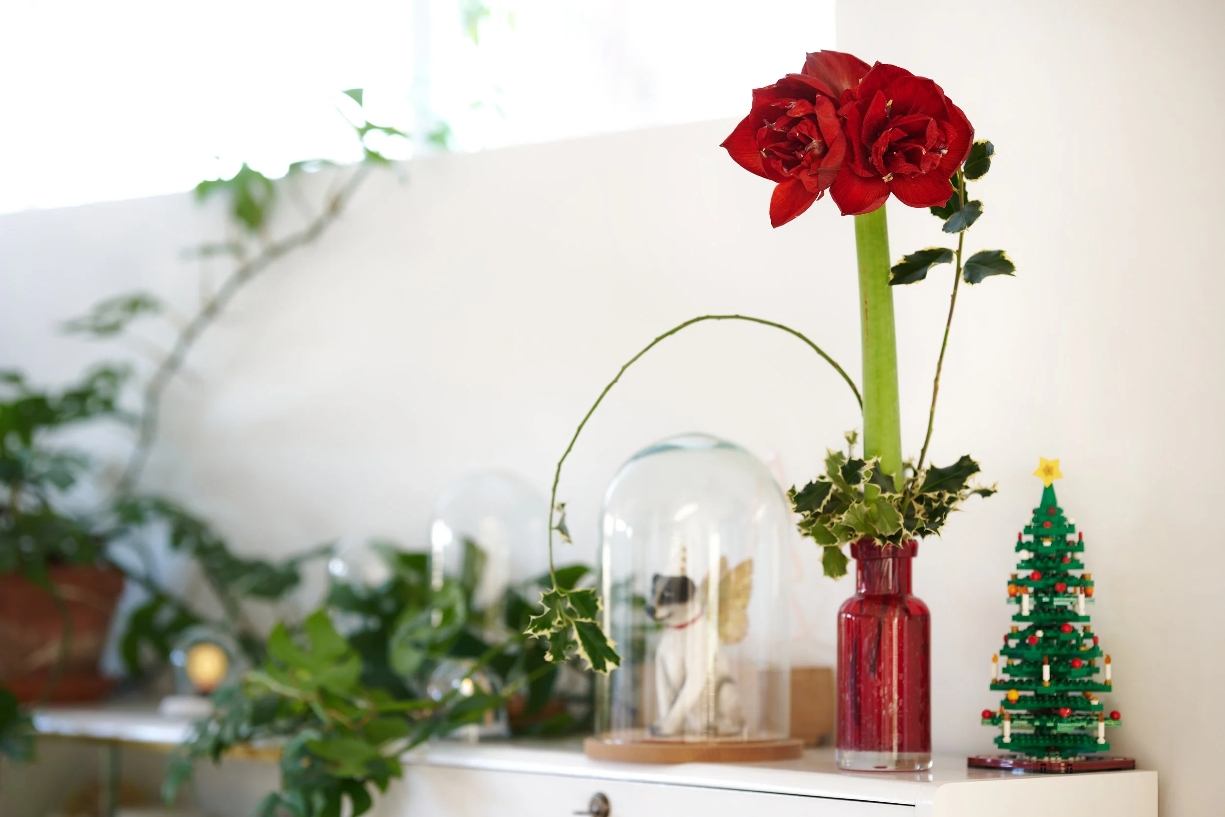 Amaryllis_2023-Kerst_ 10.jpg