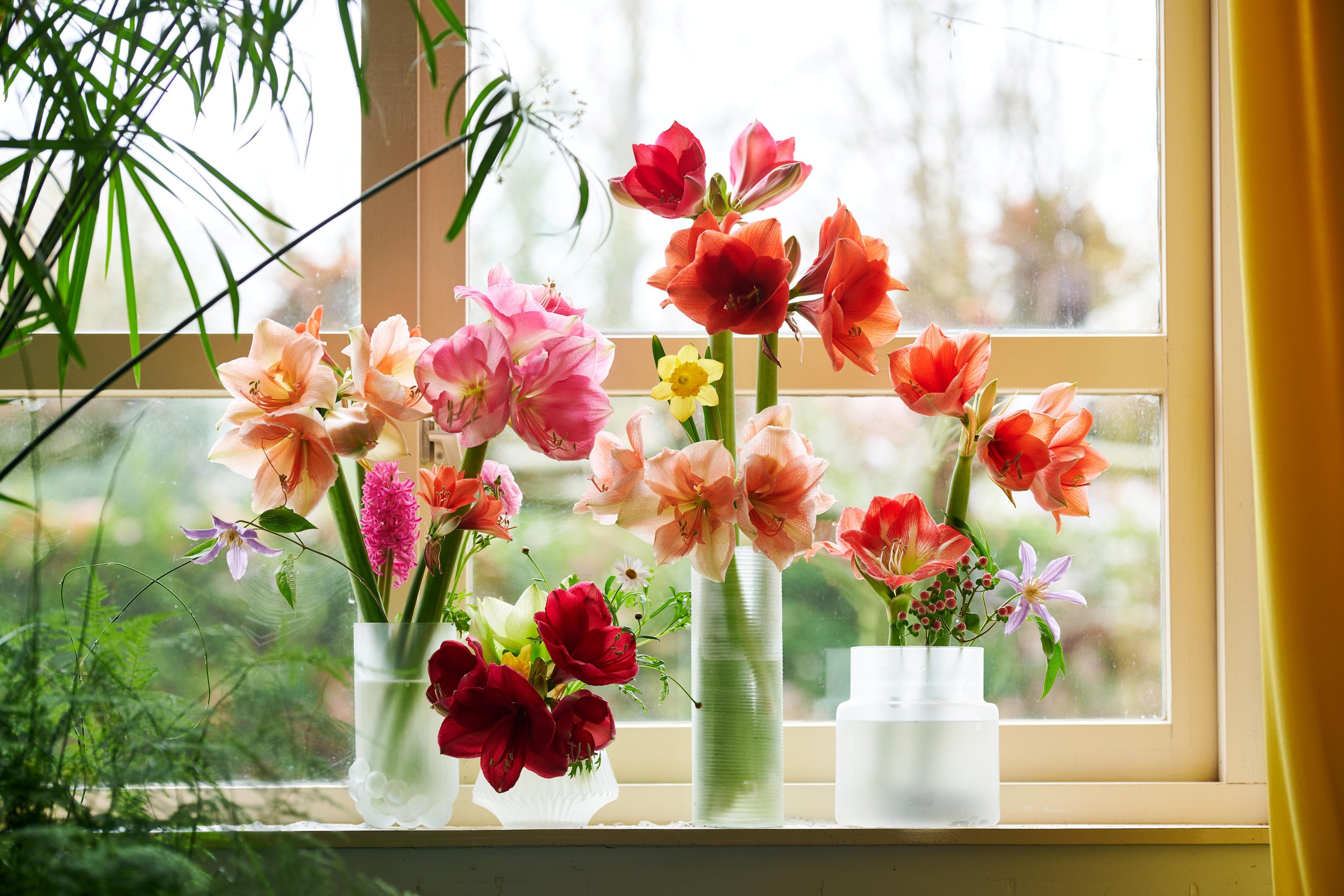 Amaryllis_2023-vroeg voorjaar 4_laag.jpg