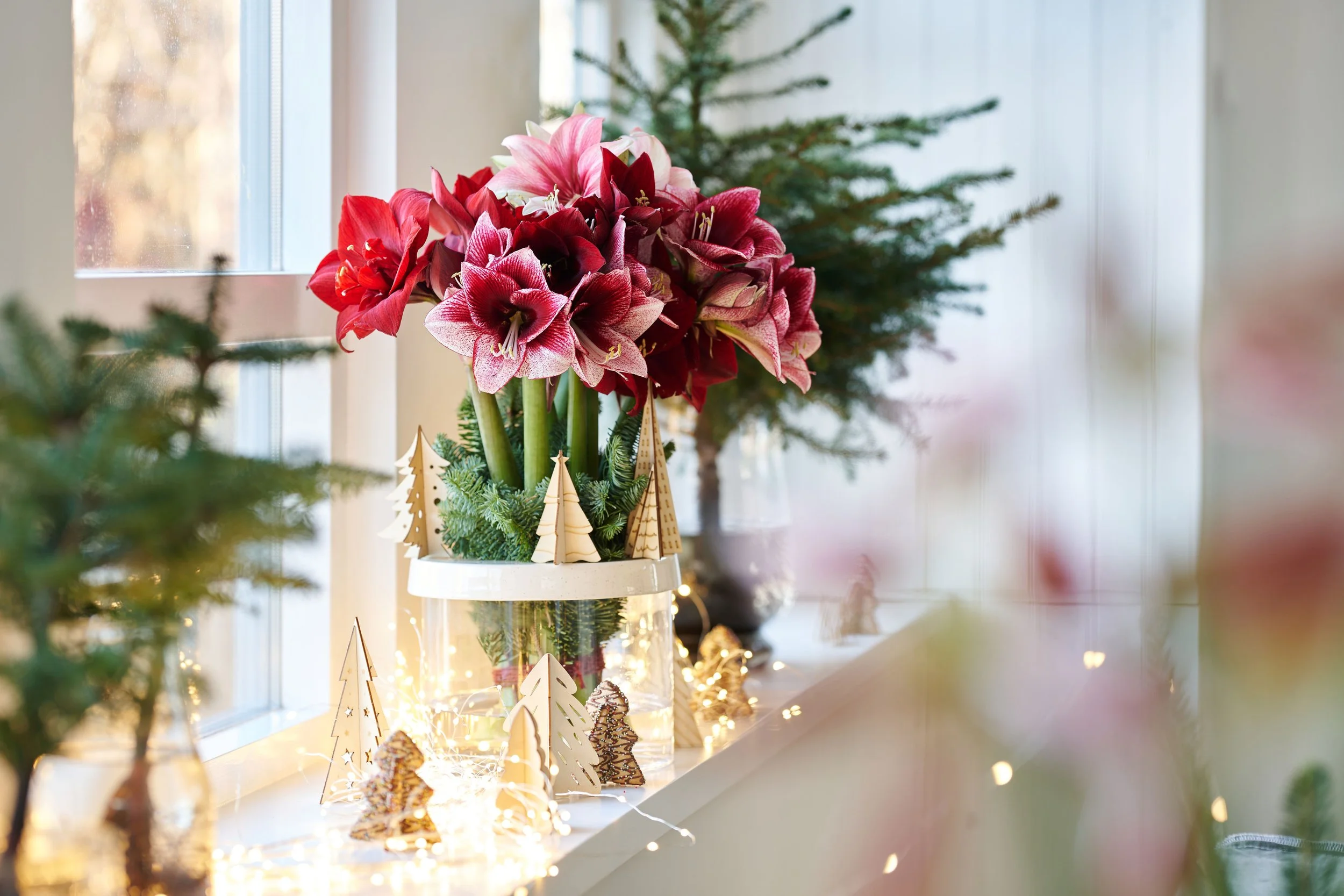 Amaryllis_2023-Kerst_ 16_laag.jpg