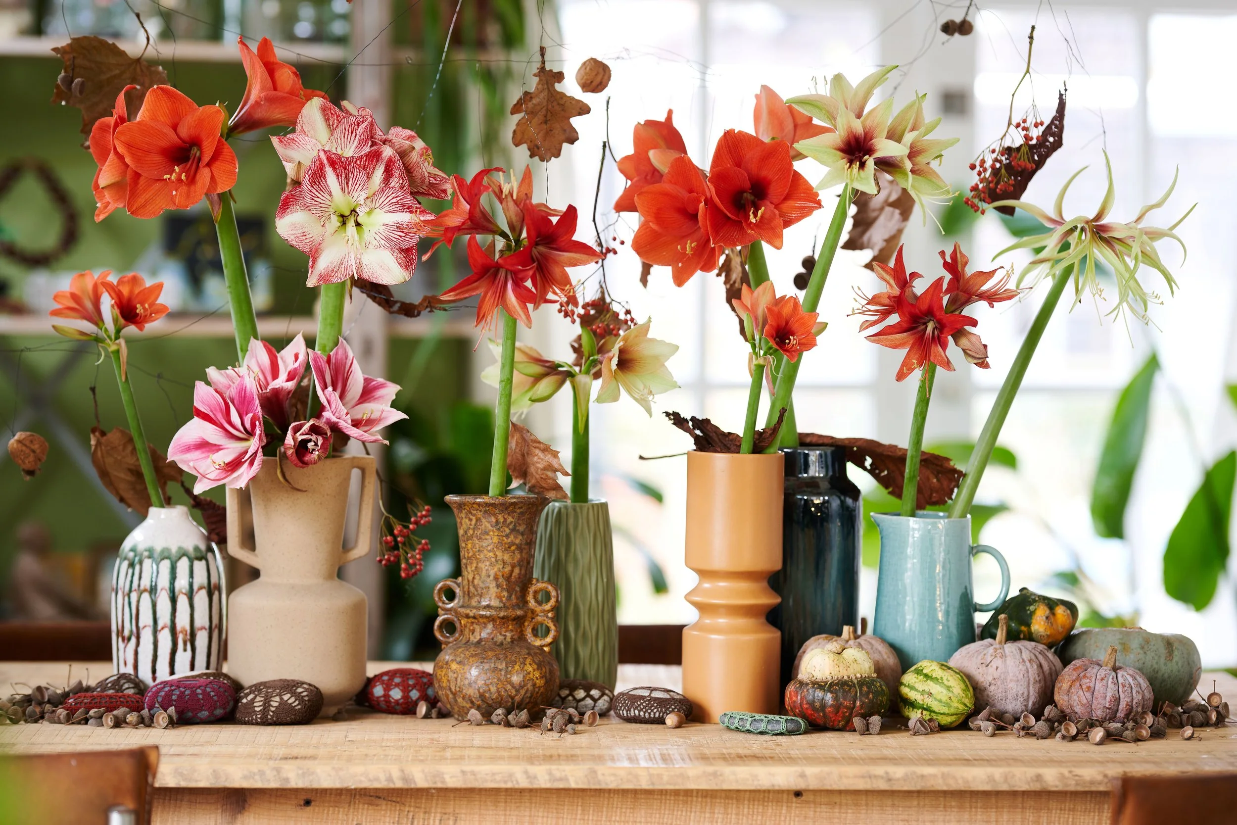 Amaryllis_2023-herfst_ 8_laag.jpg