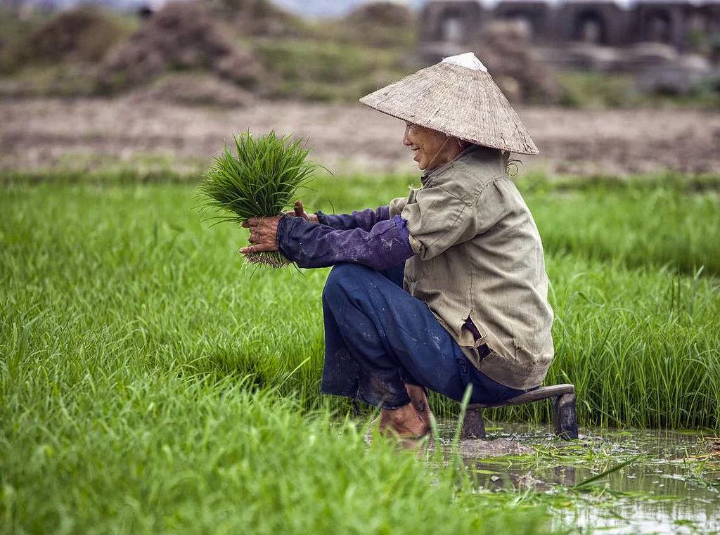Rice field in Vietnam, Christopher Michael , CC BY-NC 2.0