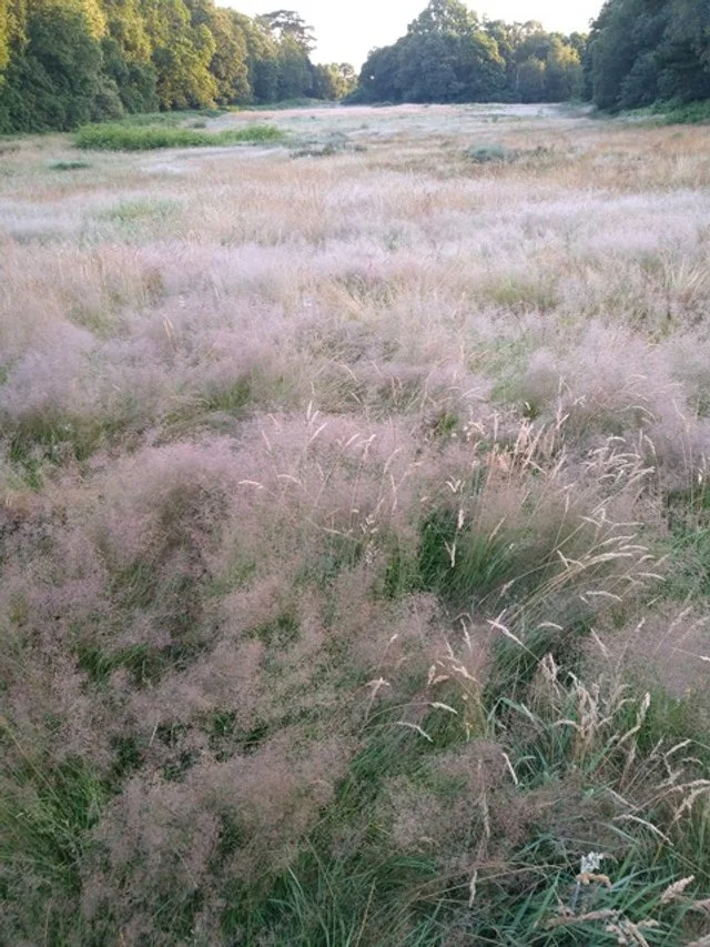 WILDLIFE & COUNTRYSIDE LINK CONFERENCE 2, LONDON 6TH DECEMBER 2021