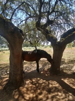 BIODIVERSITY AND LAW : PART 1: EUROPEAN UNION