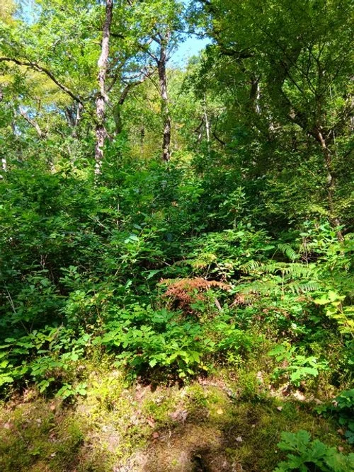 BIODIVERSITY NET GAIN – COMPANIES NEED A WIDE ANGLE FOR FULL BENEFITS