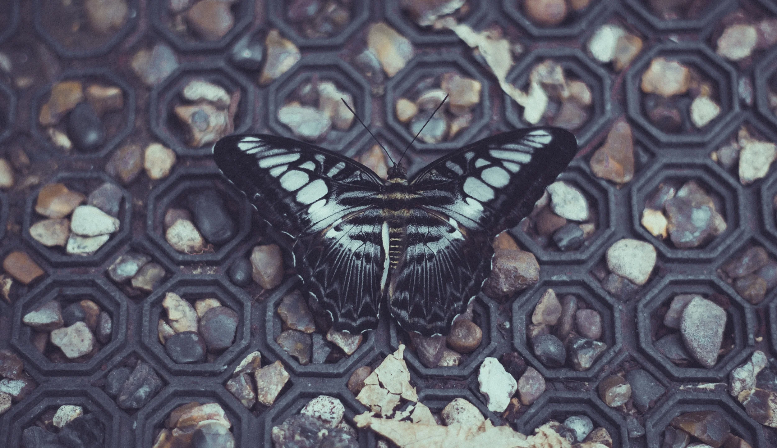 Butterfly dowen blue LR.jpg