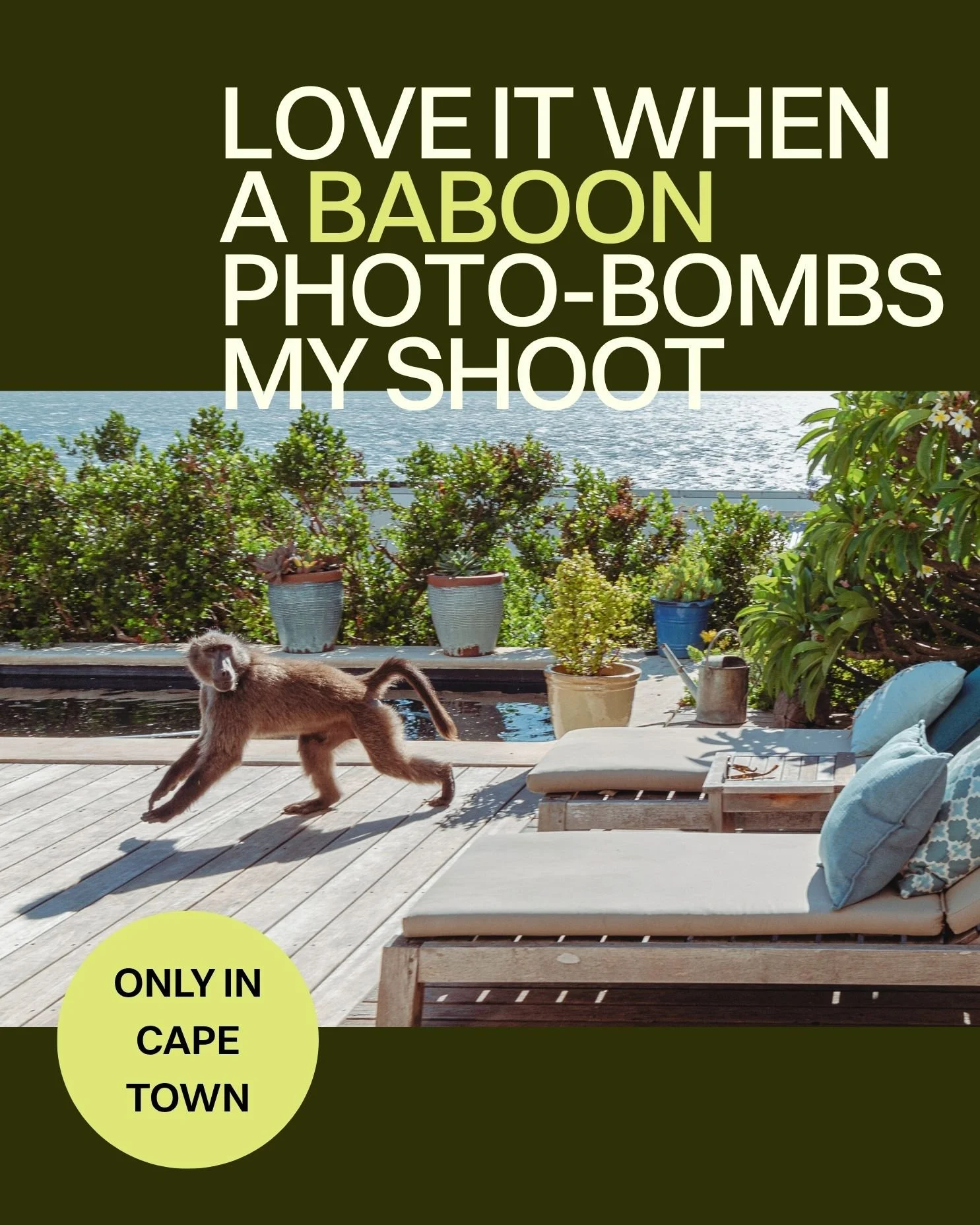 Yes, it&rsquo;s true &mdash; a baboon literally ran into my shot. Totally unplanned, totally perfect. I&rsquo;m just glad he didn&rsquo;t make off with my flash! 😅

But on a more serious note: if city living climbs into the mountain, then mountain f