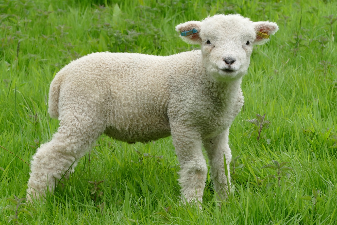lamb tinhay v2.jpg