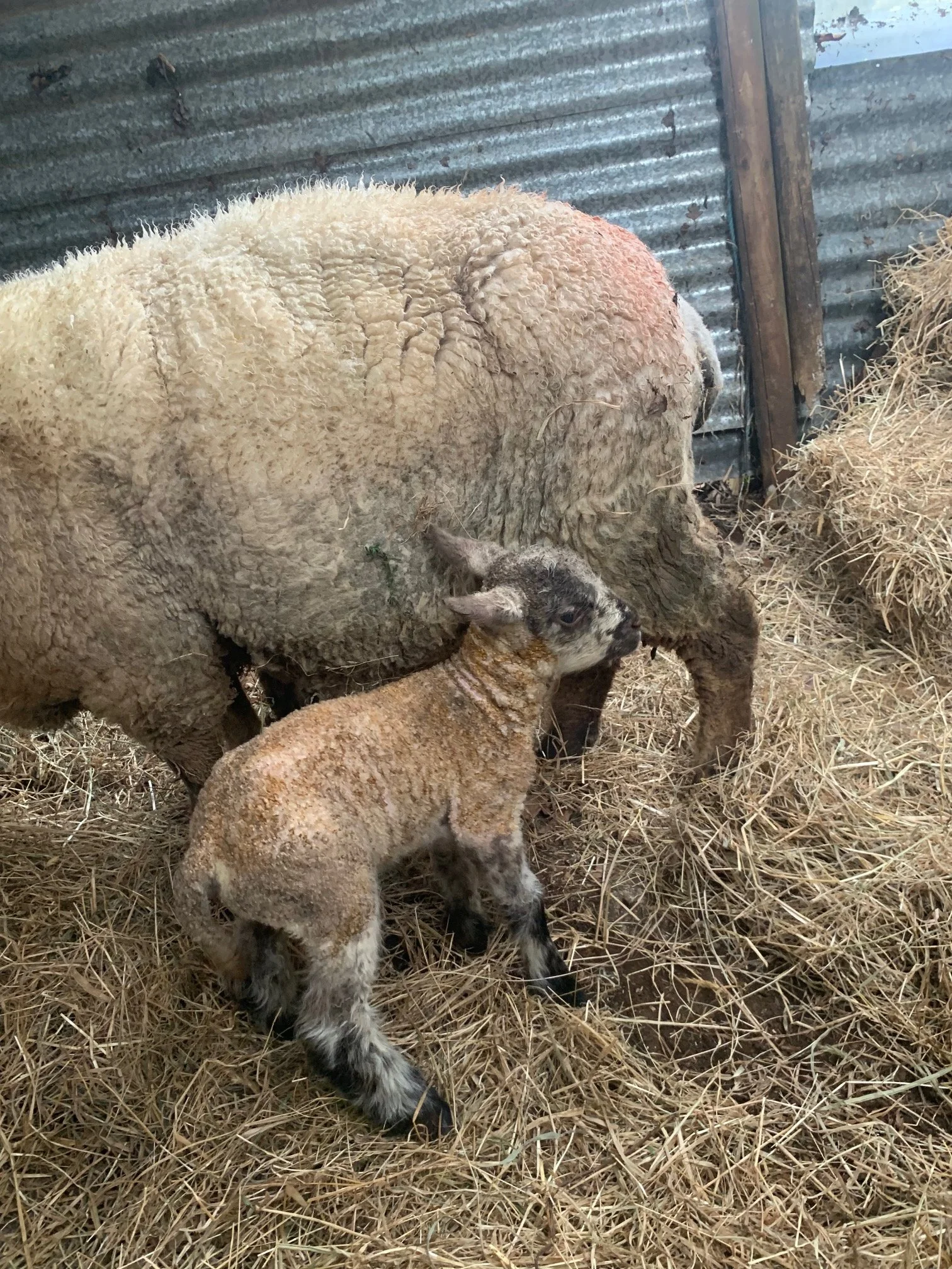 First lamb of 2026.jpg