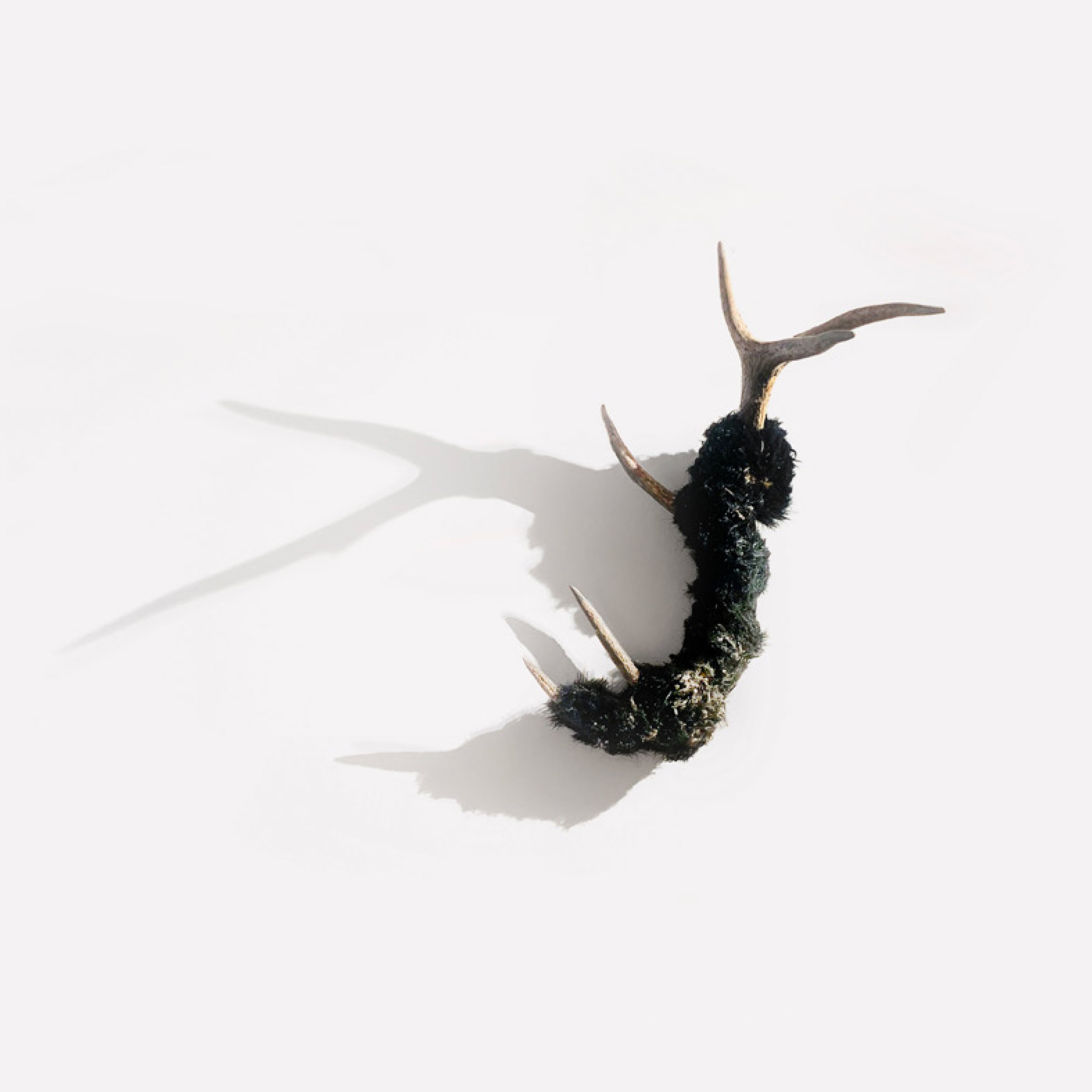 animal7.jpg