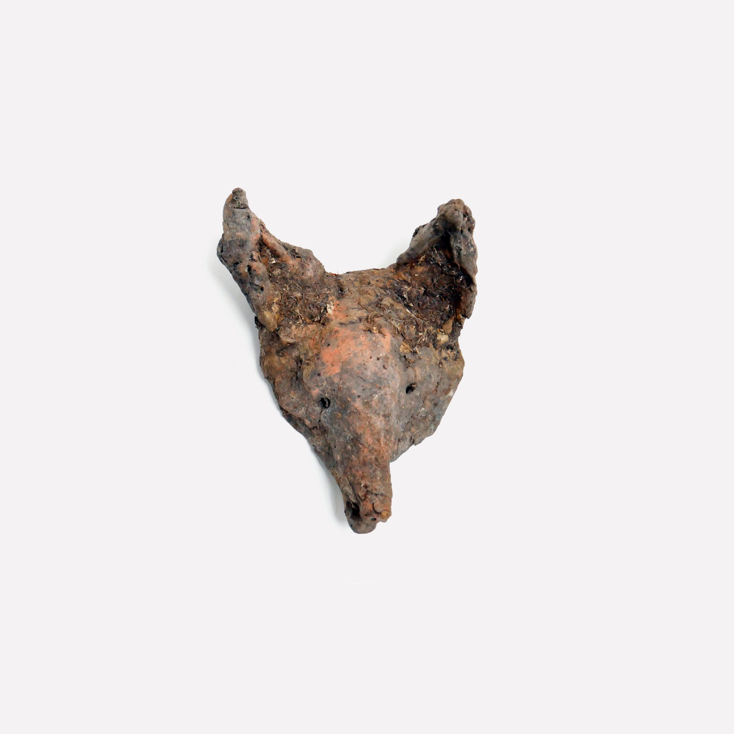 animal19.jpg