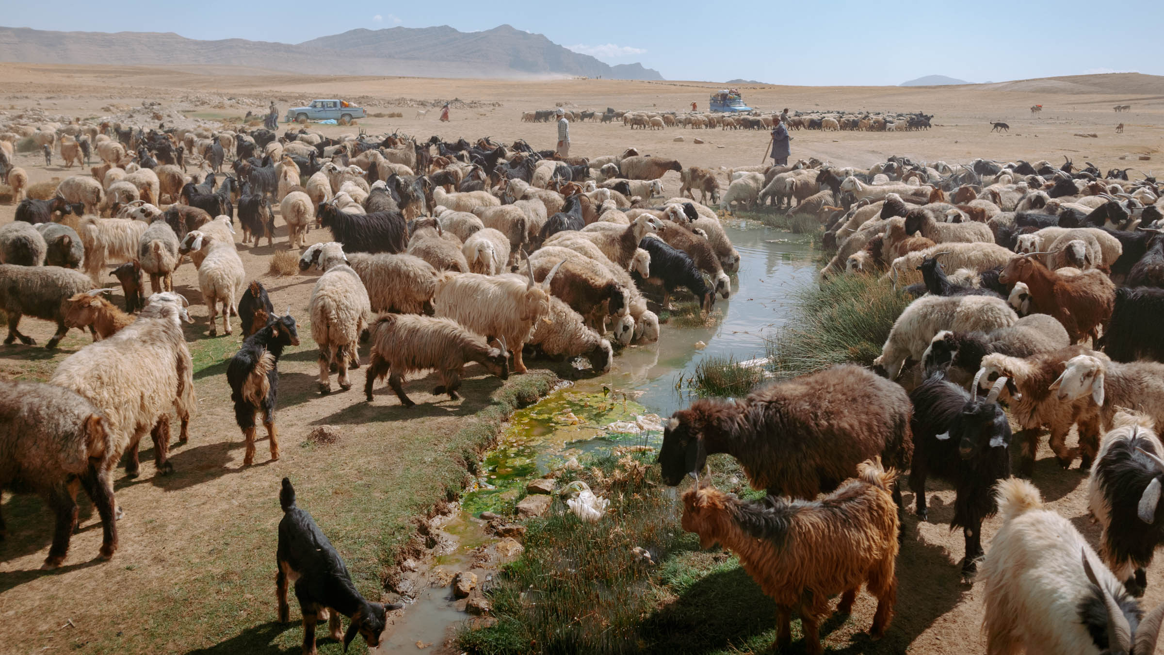 Migrating Qashqai - Shiraz