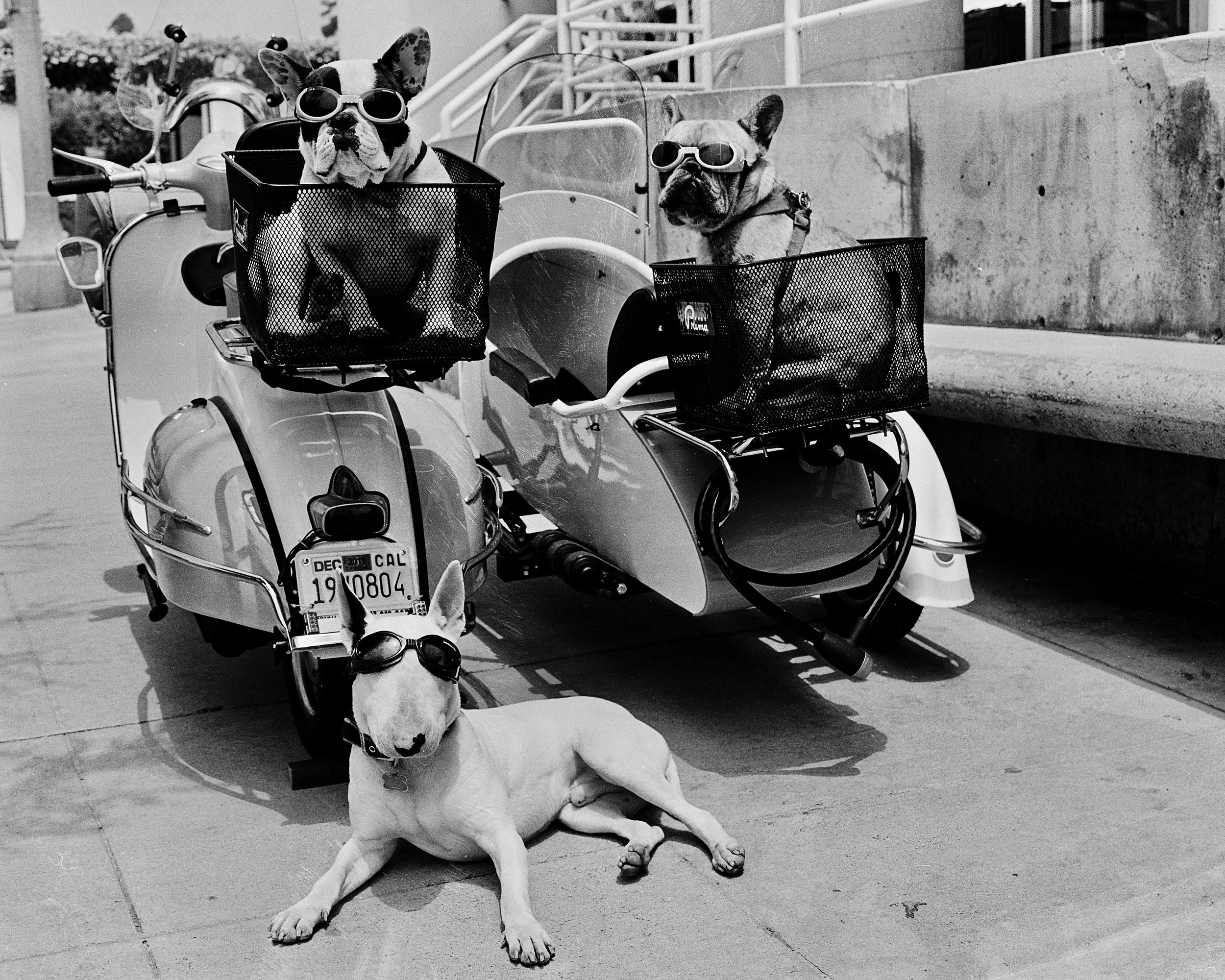 dogs2_edited-1.jpg