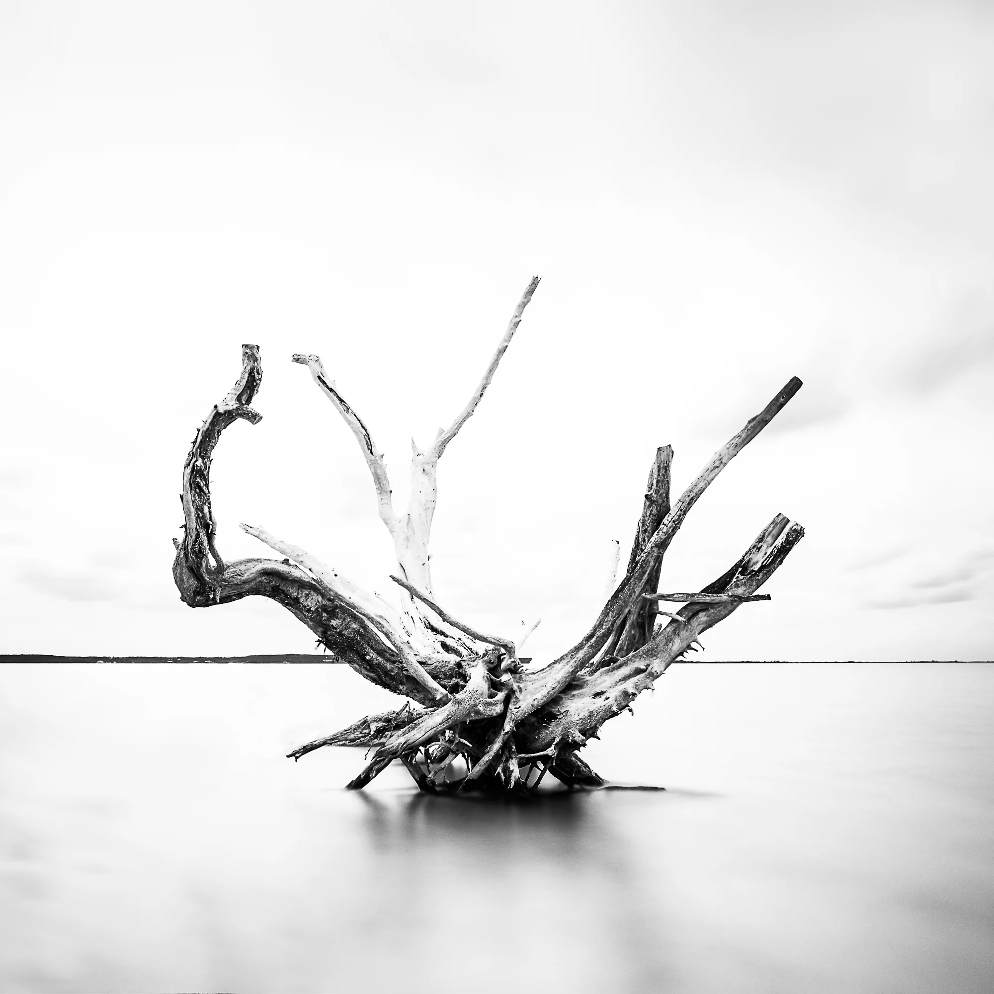 DRIFTWOOD FOR AWARD.jpg