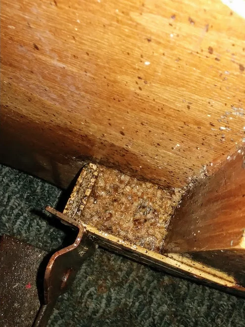Signs of a Bed Bug Infestation
