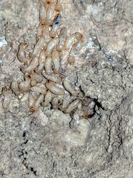 TERMITE FACTS & SIGNS: