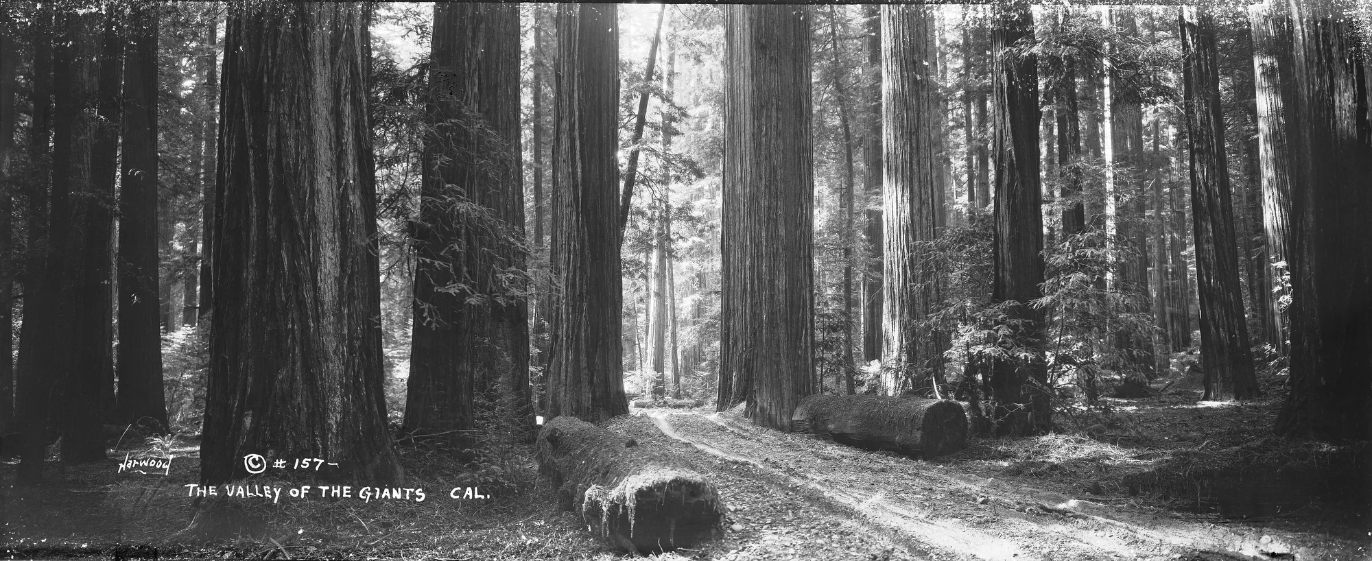 #157The Valley of The Giants Cal..JPG
