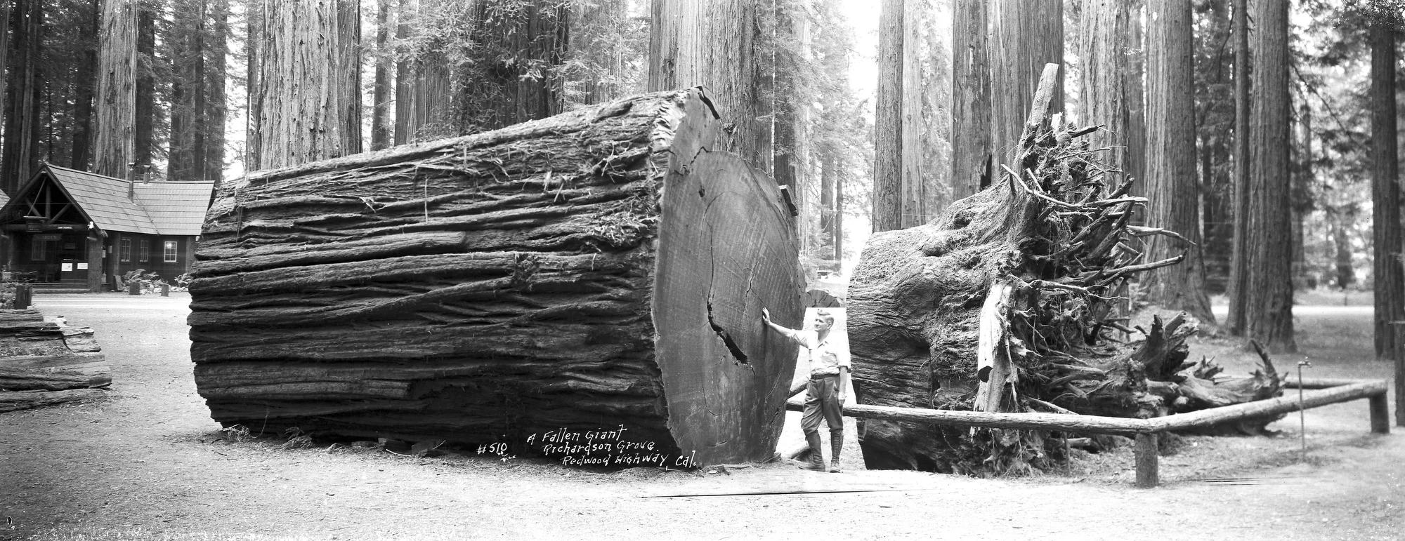 #510 Richardson Grove .JPG