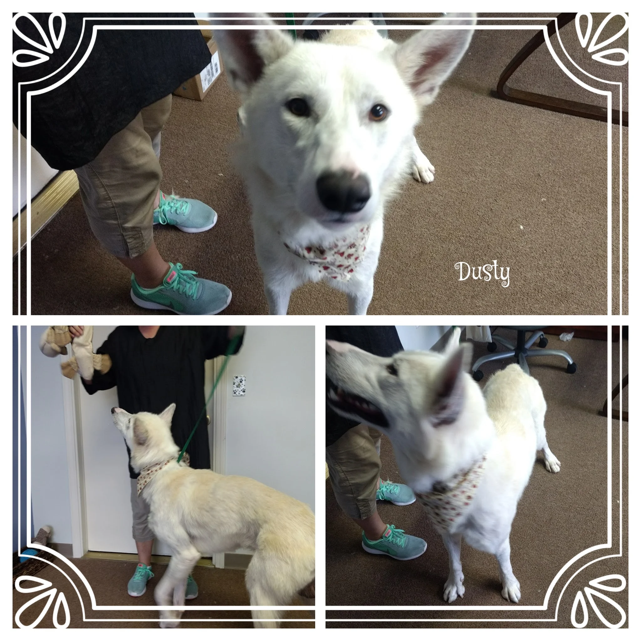 IMG_20170817_135528148-COLLAGE.jpg