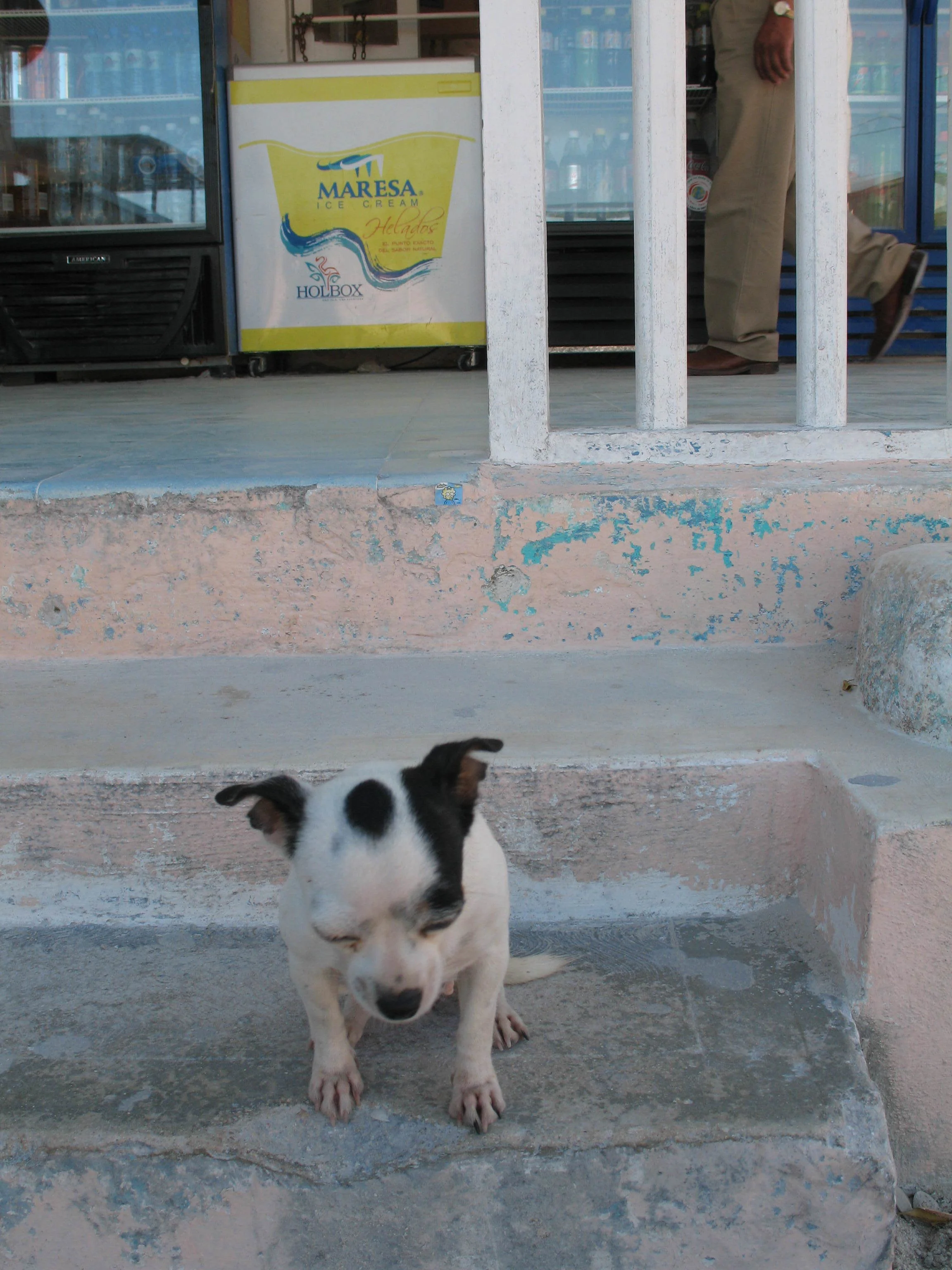 Mexico Dreaming Susannah Elizabeth