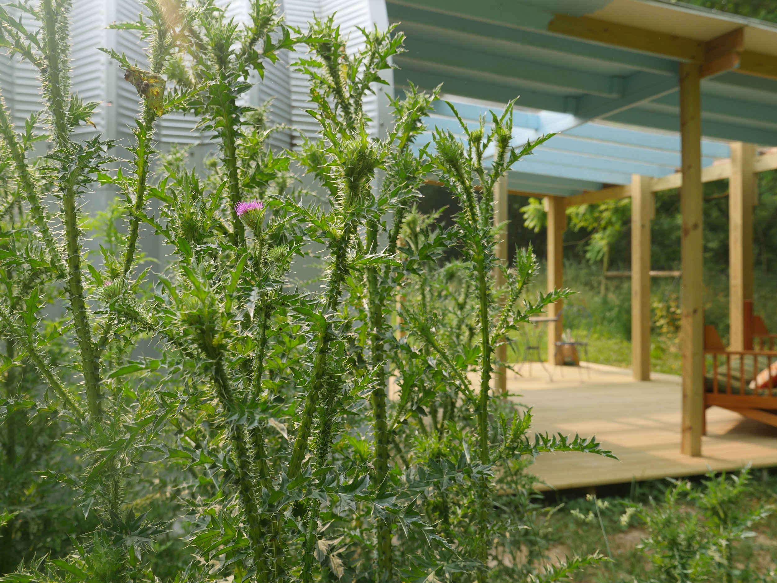 QHHQ Nettles and porch.JPG