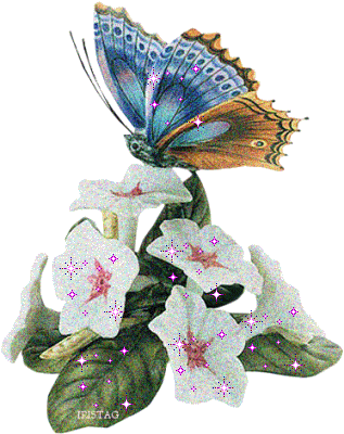 butterfly 8.gif