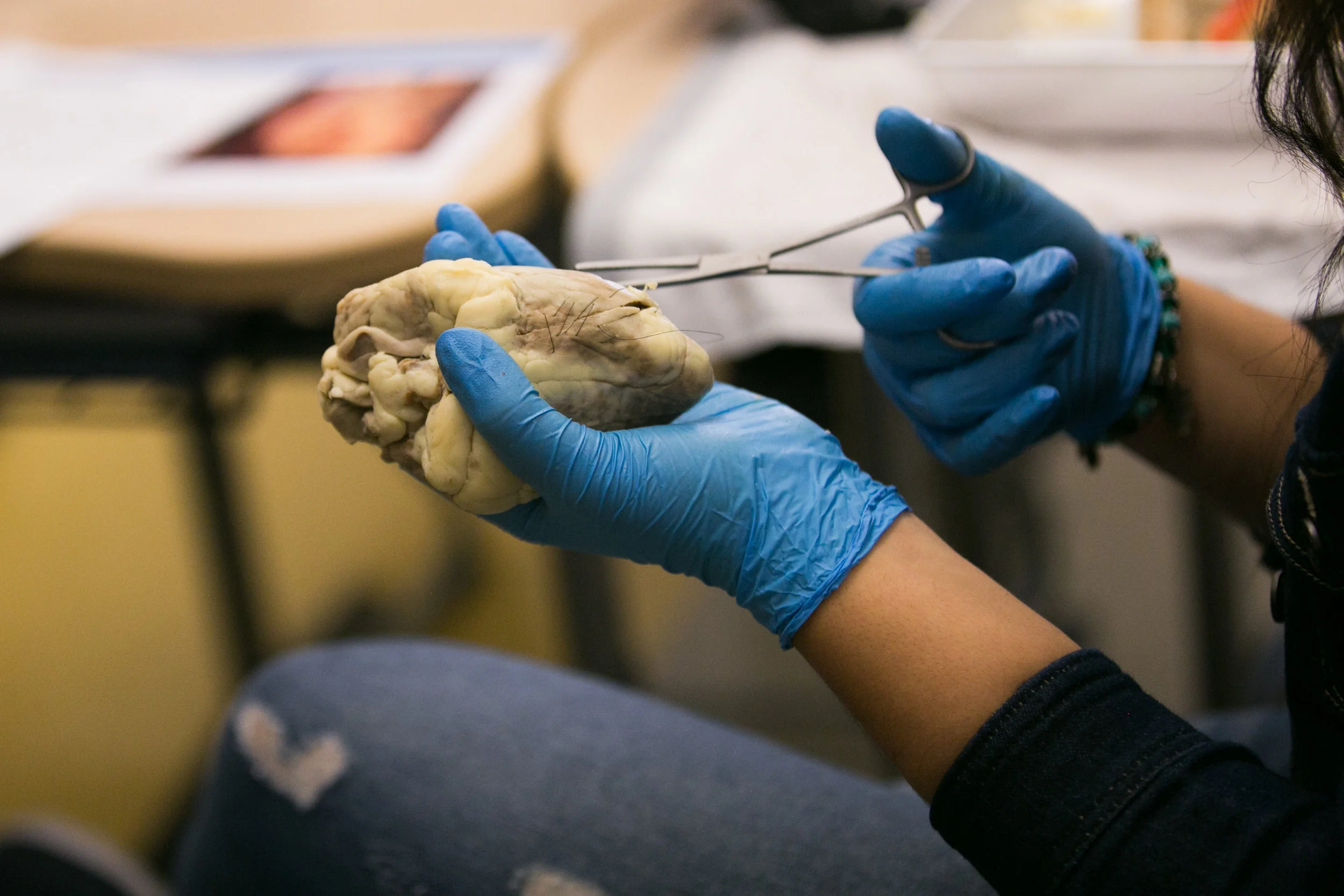 Sheep Heart Dissection