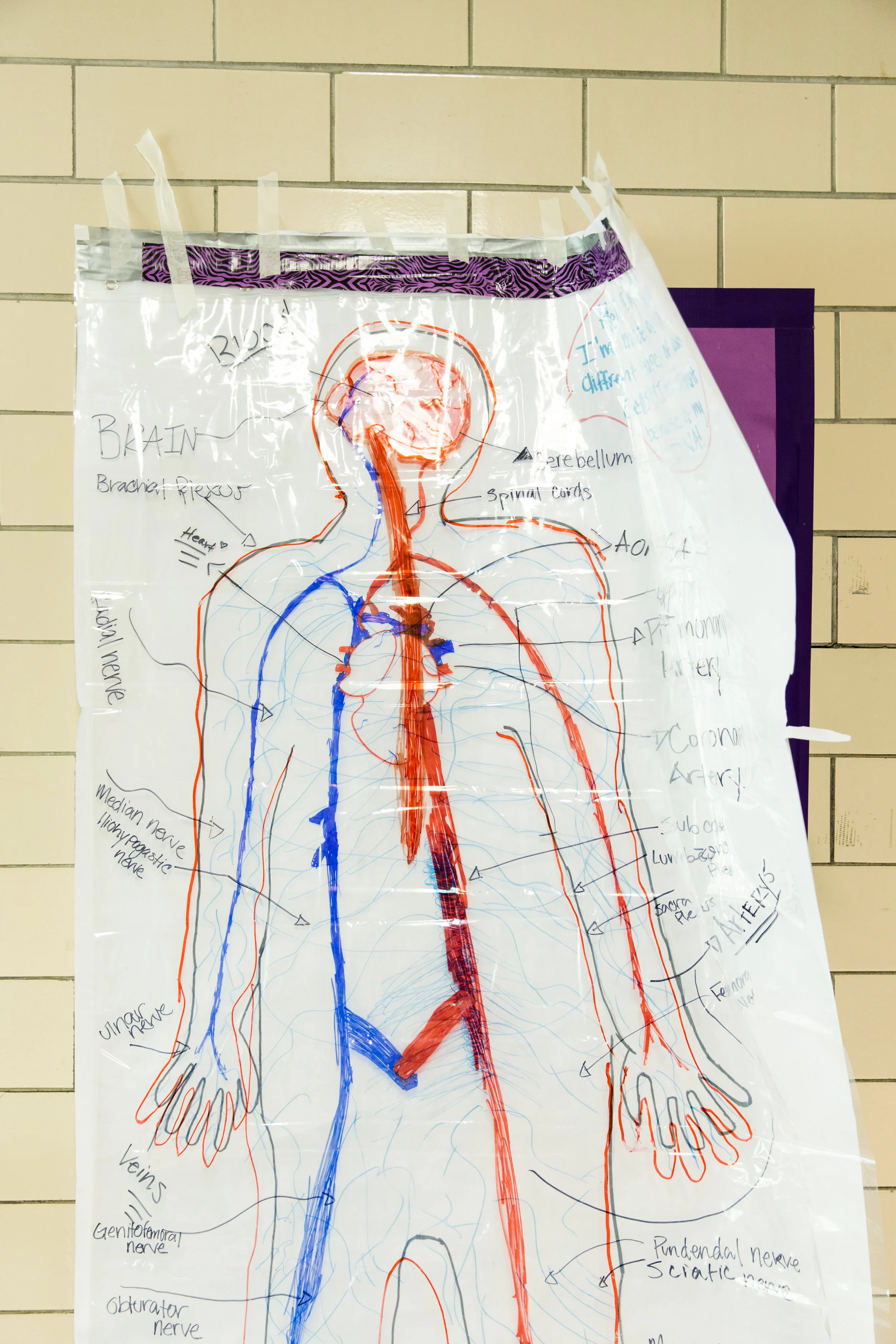 Model Patient