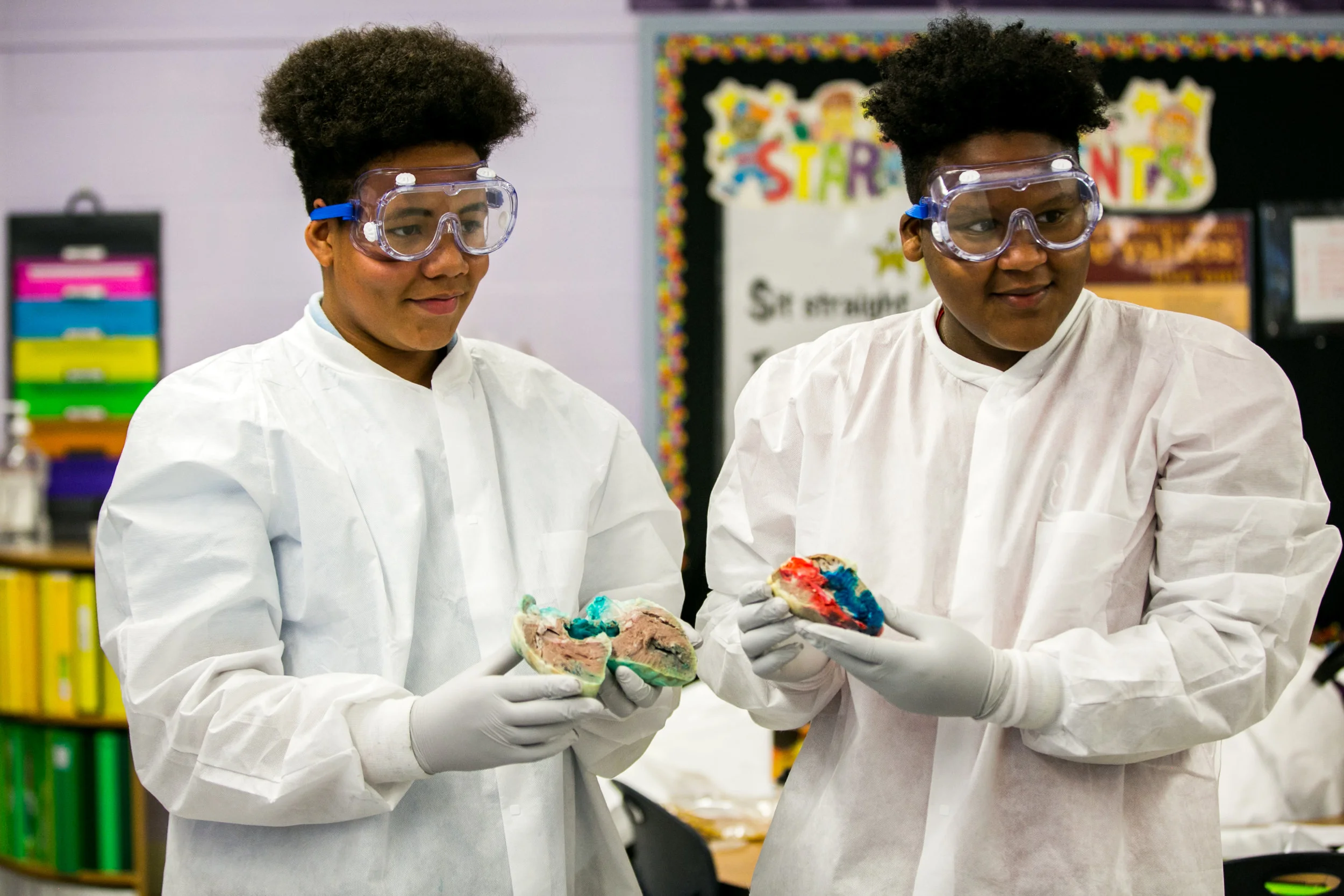 Showing the Dissected Heart