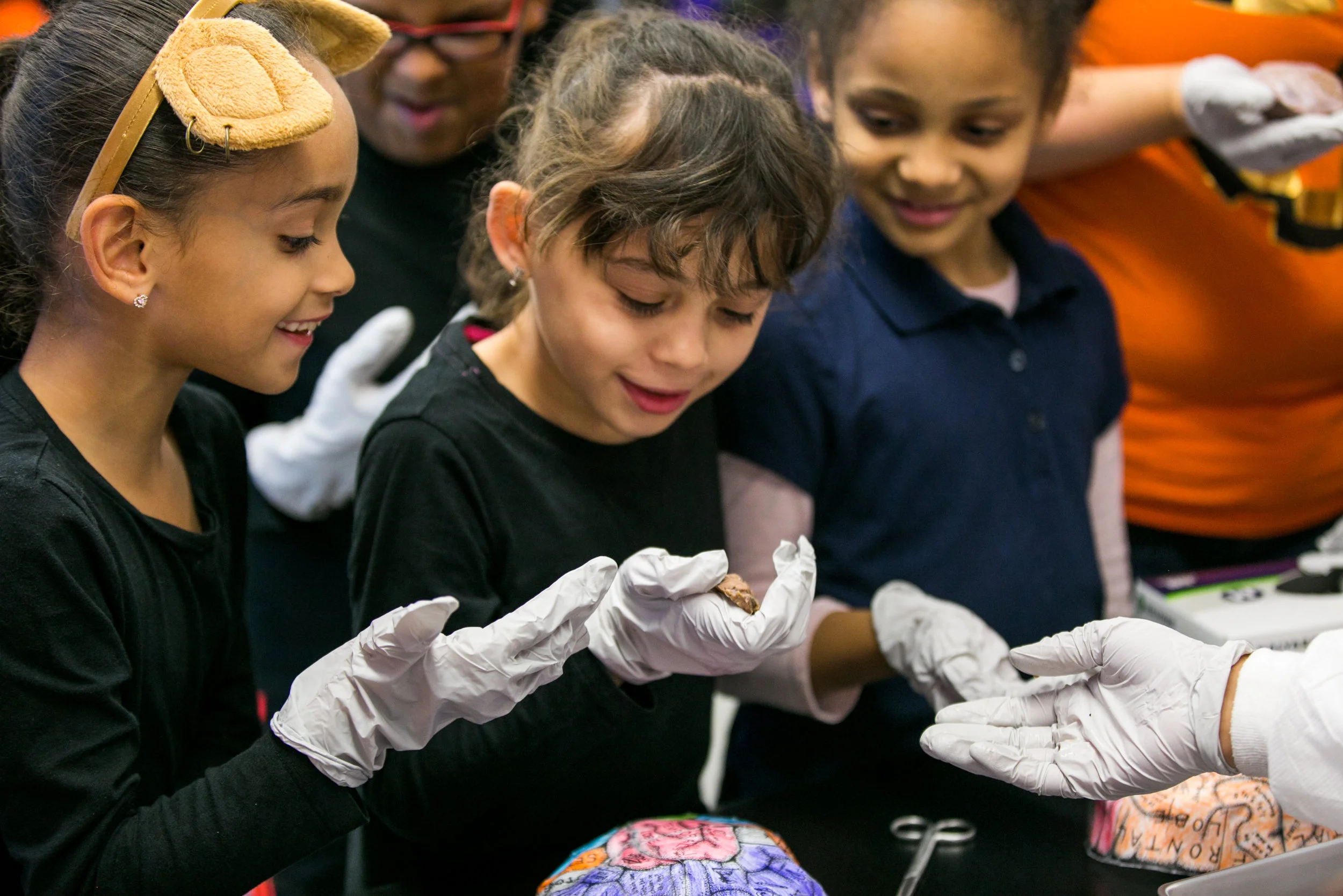 Showing the Brain to Younger Students