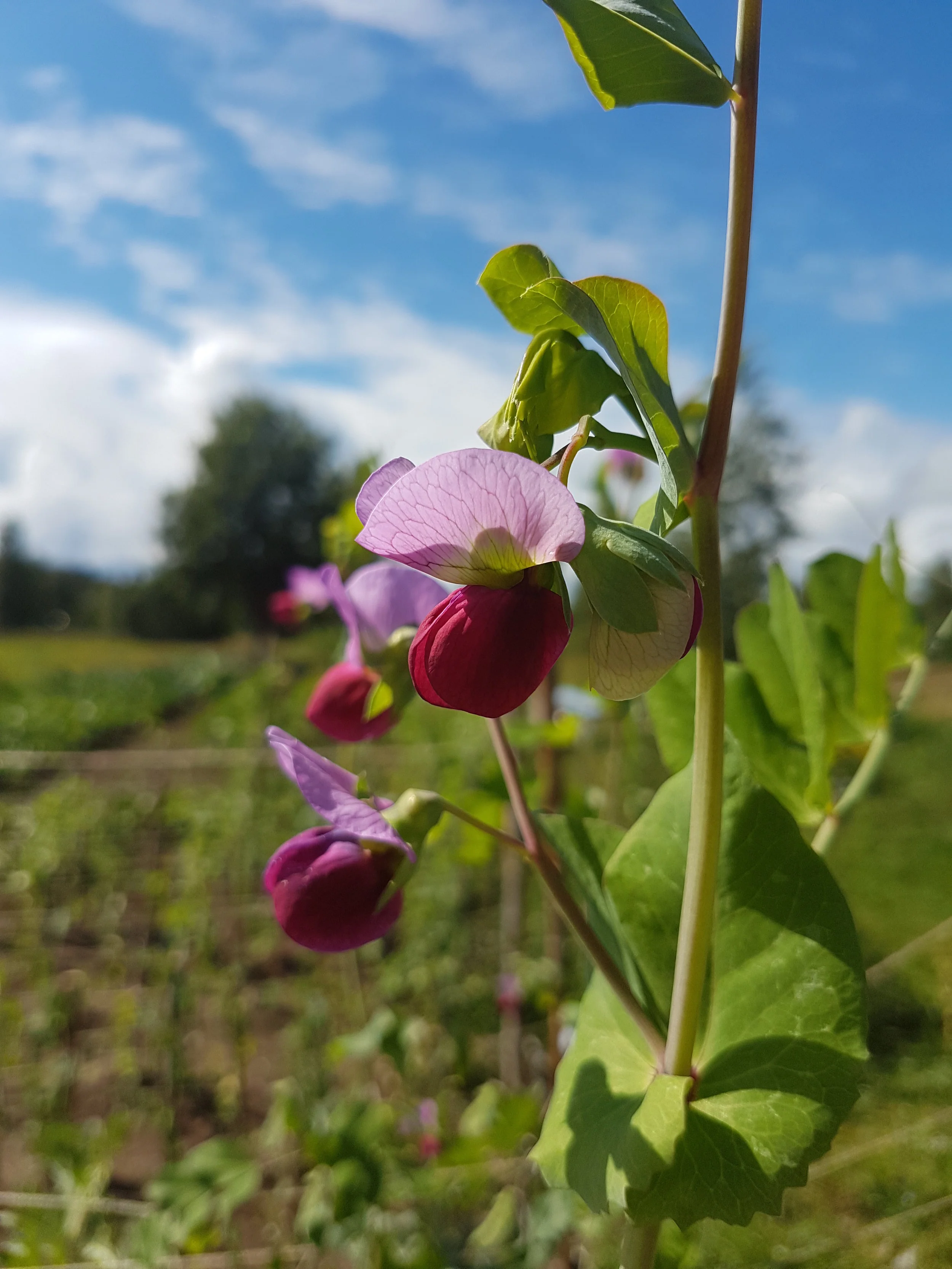 The flower of the Rättvik's pea