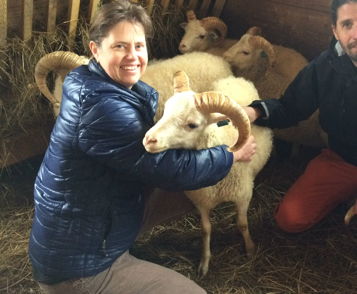Björgårdens Dala Pälsfår/Björgården's Dala Päls sheep