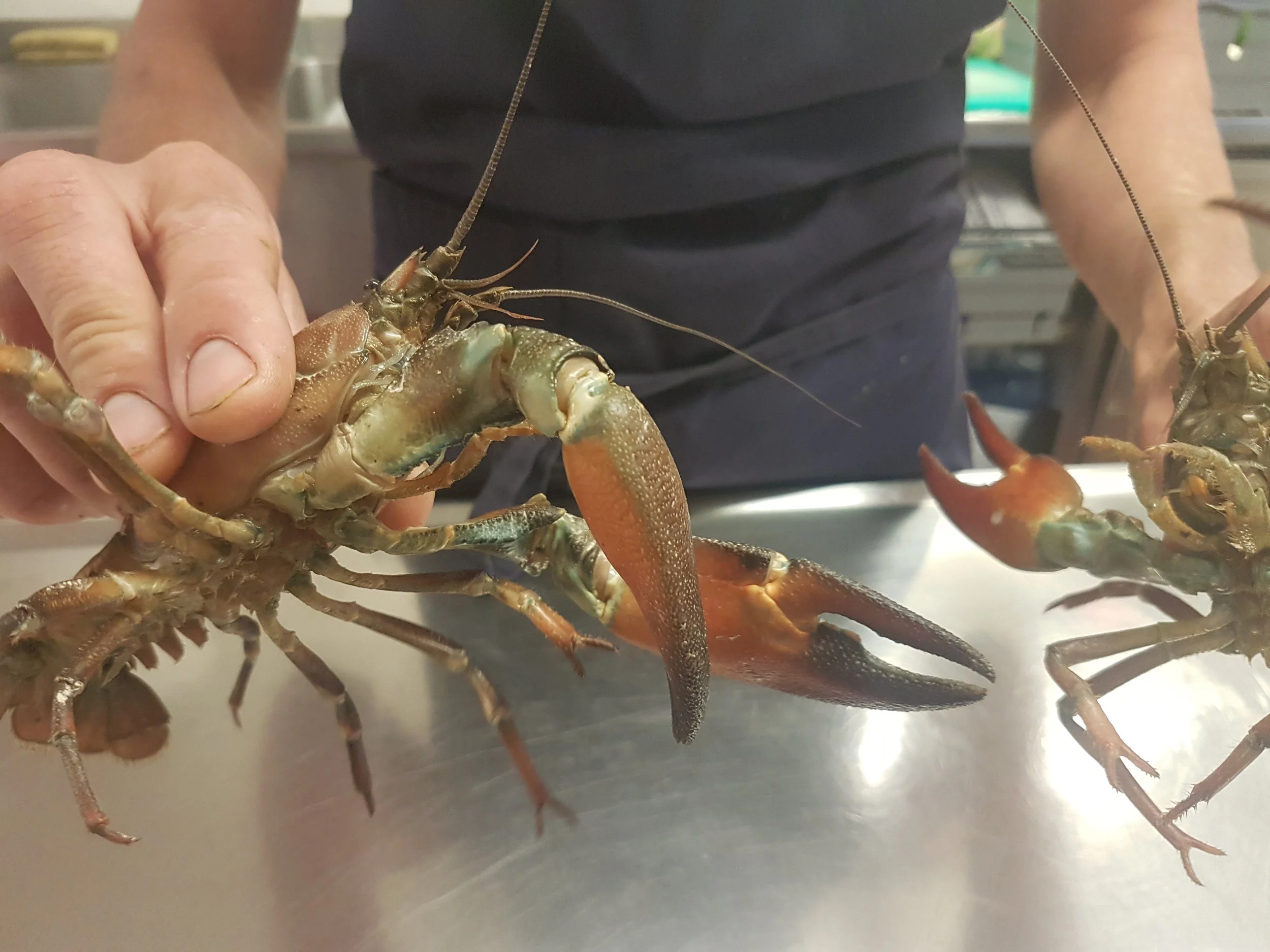 Kräftor från Siljan / Crayfish from Lake Siljan
