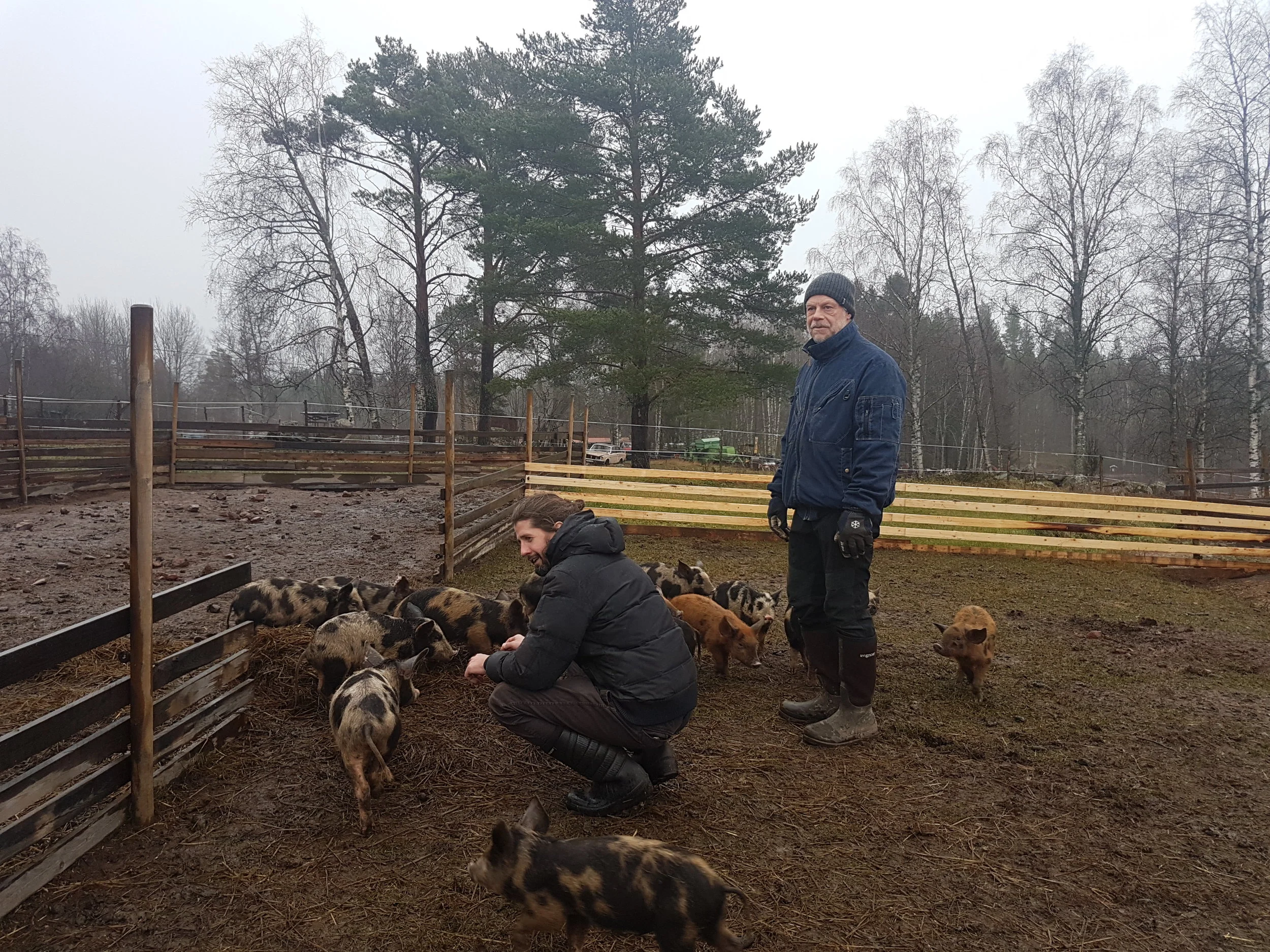 Linderödssvin från Sprittgården i Älvdalen/ Linderöds pig from Sprittgården in Älvdalen