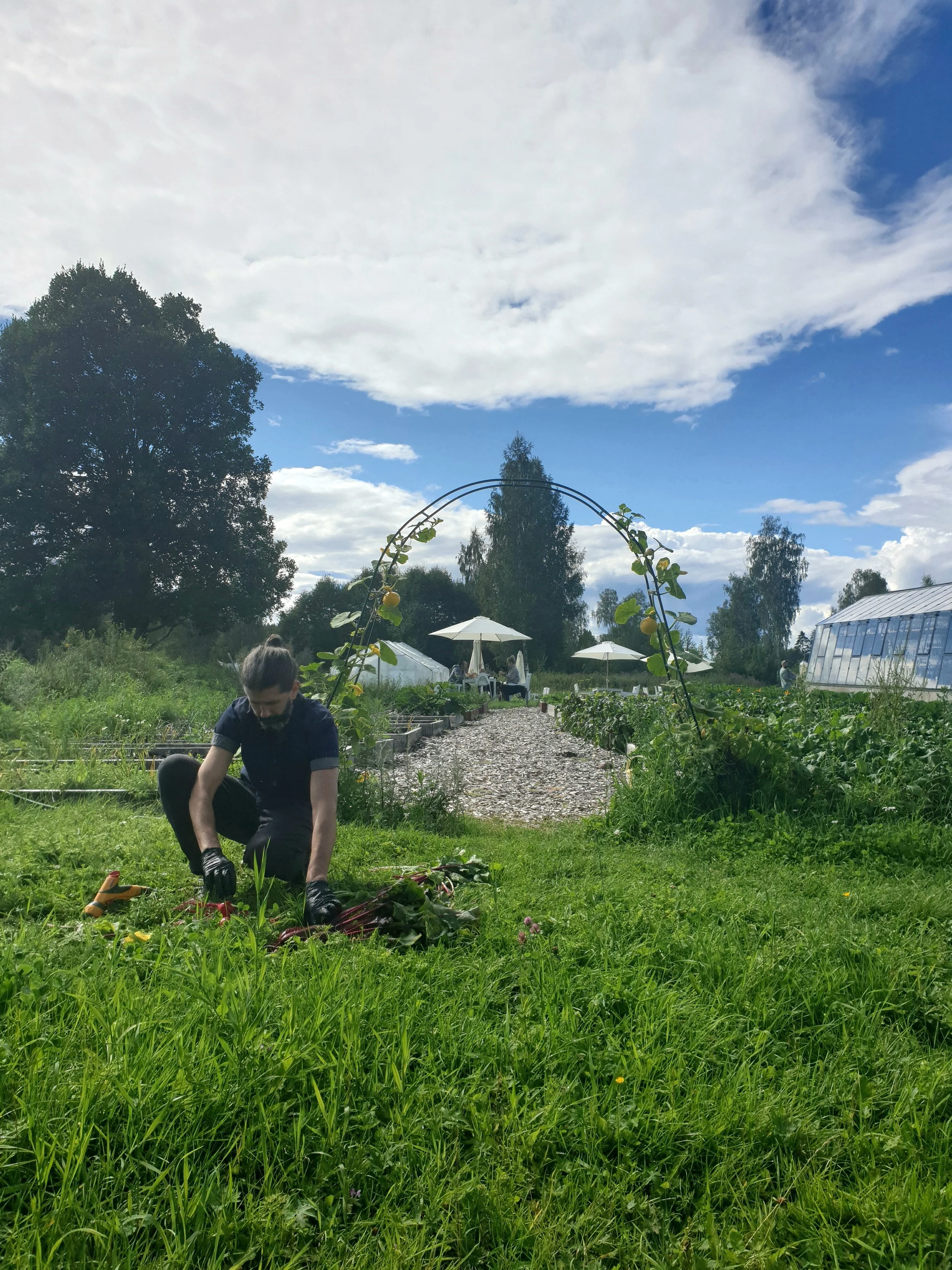 harvest grönsaksland.jpg