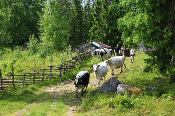Sunnanheds mountain cattle
