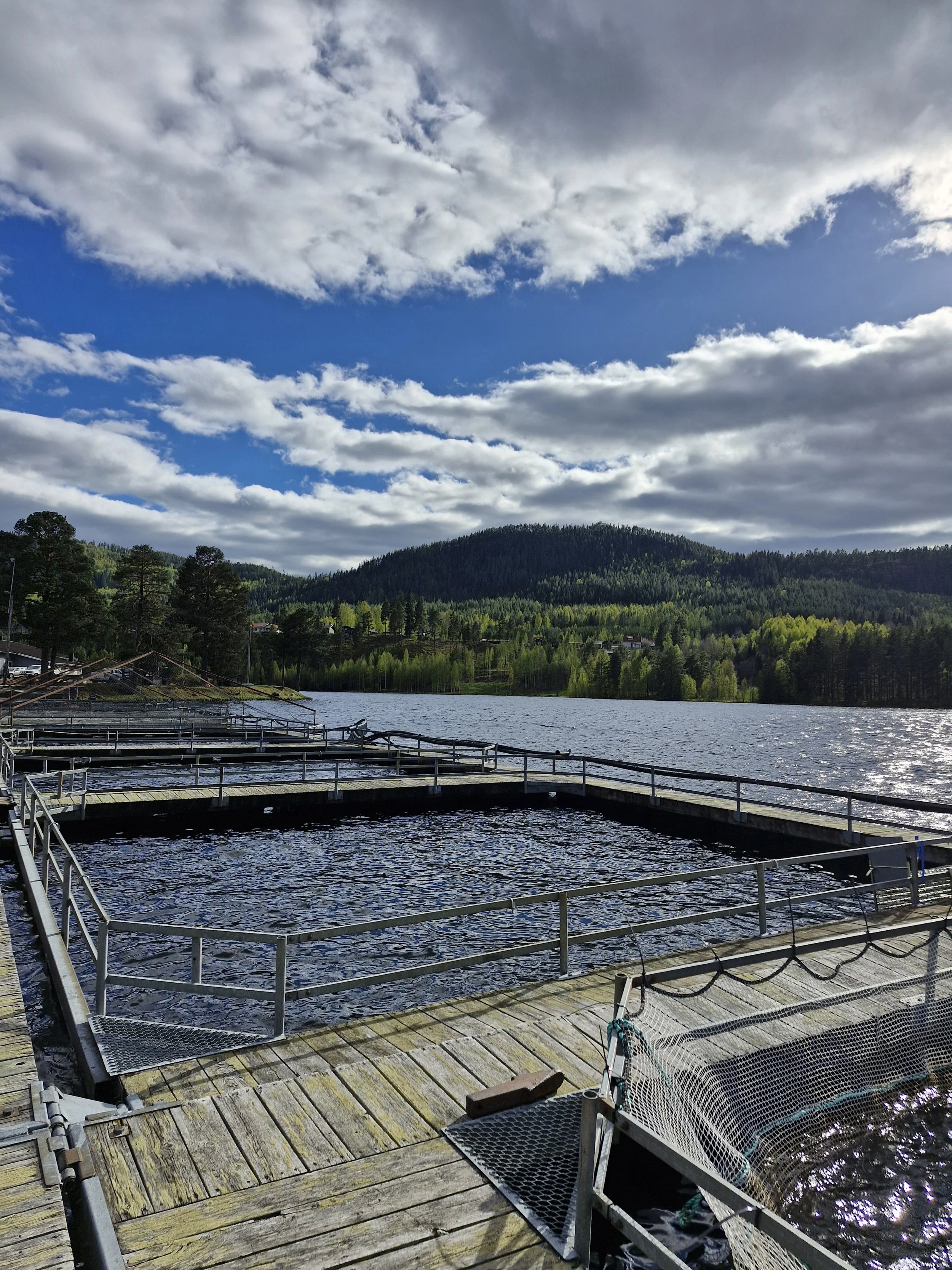 Sustainable rainbow trout farm at Älvdalen