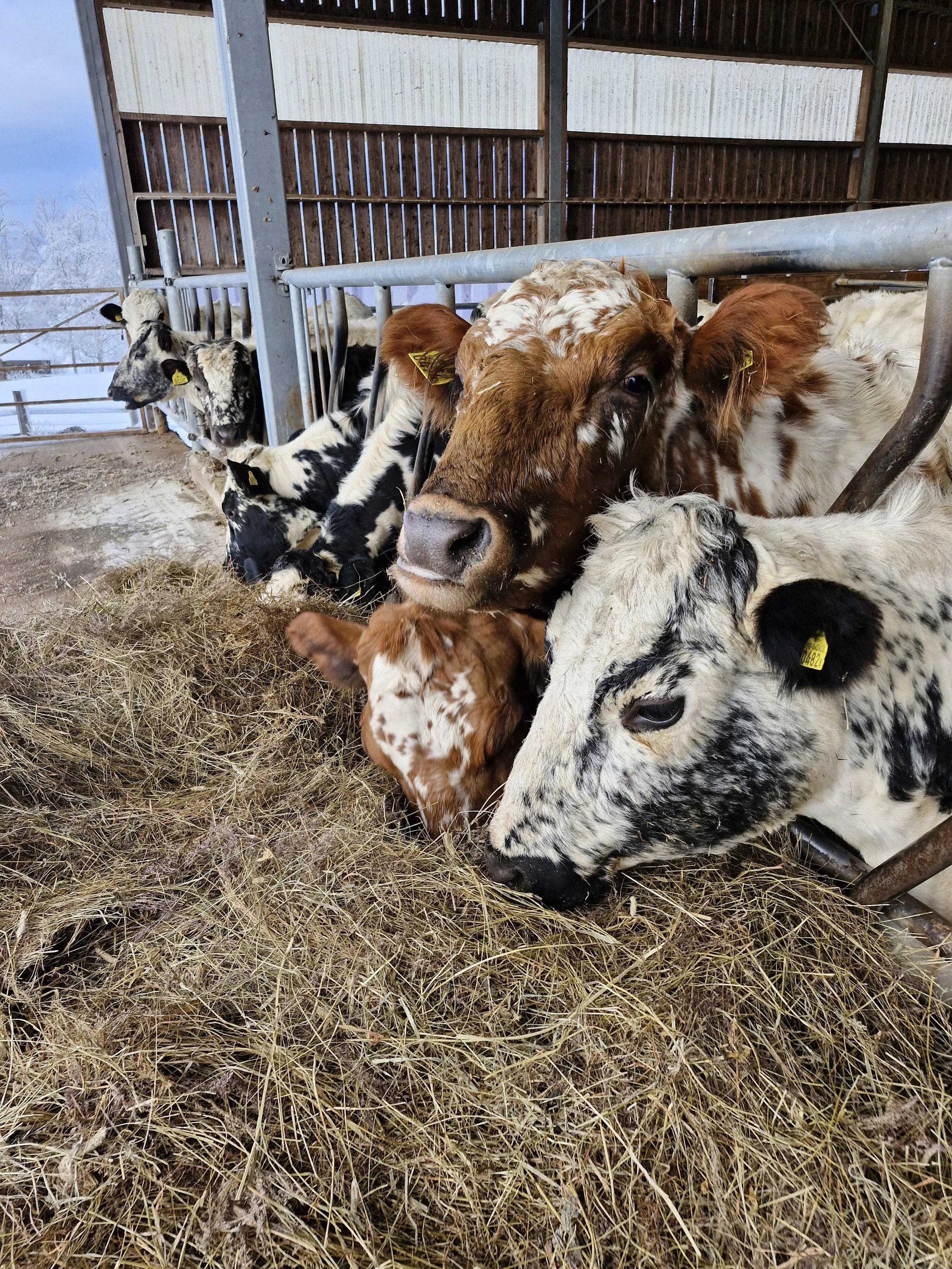 Cows Sunnanhed - Copy.jpg