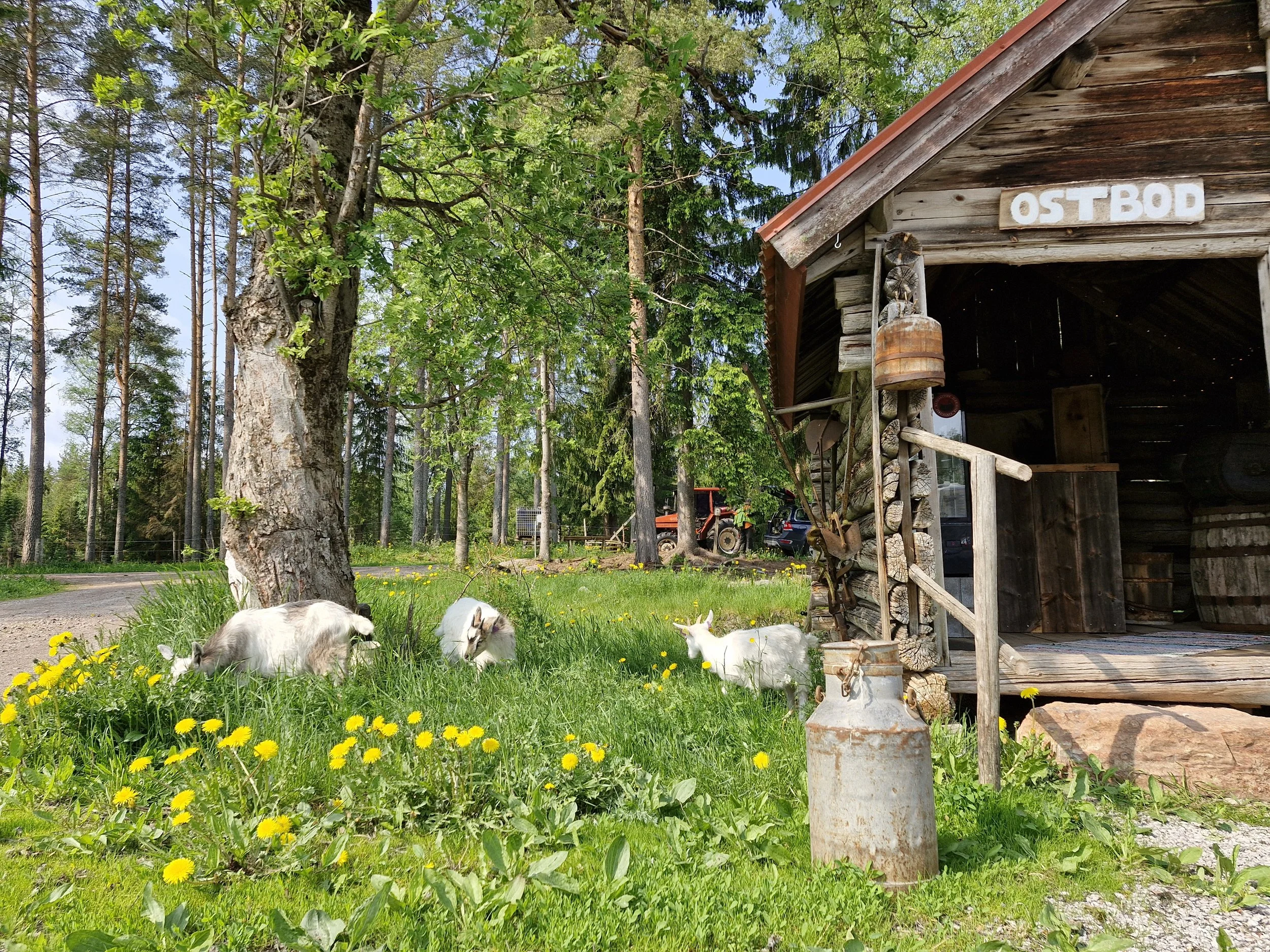ideal goat farm.jpg