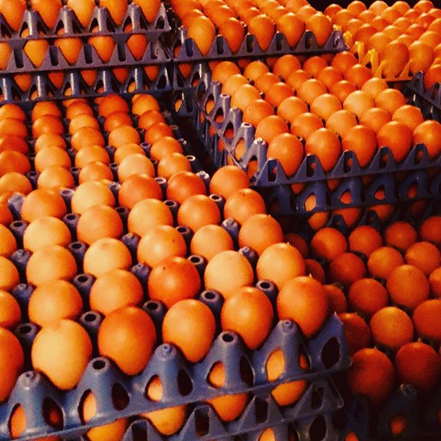 GREAT NEWS ALERT!
Its Very Eggciting!

We&rsquo;re Now Selling Fresh Local Free Range Eggs. (As Well As Our Delicious Milk Obviously). So That&rsquo;s Your Milk, Eggs &amp; Spuds Ready For You This Weekend. 
#eggs #egg #eggs🍳 #eggstatic #eggstagram 