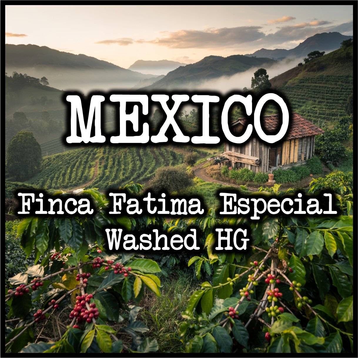 Mexico Finca Fatima Especial Washed.jpg