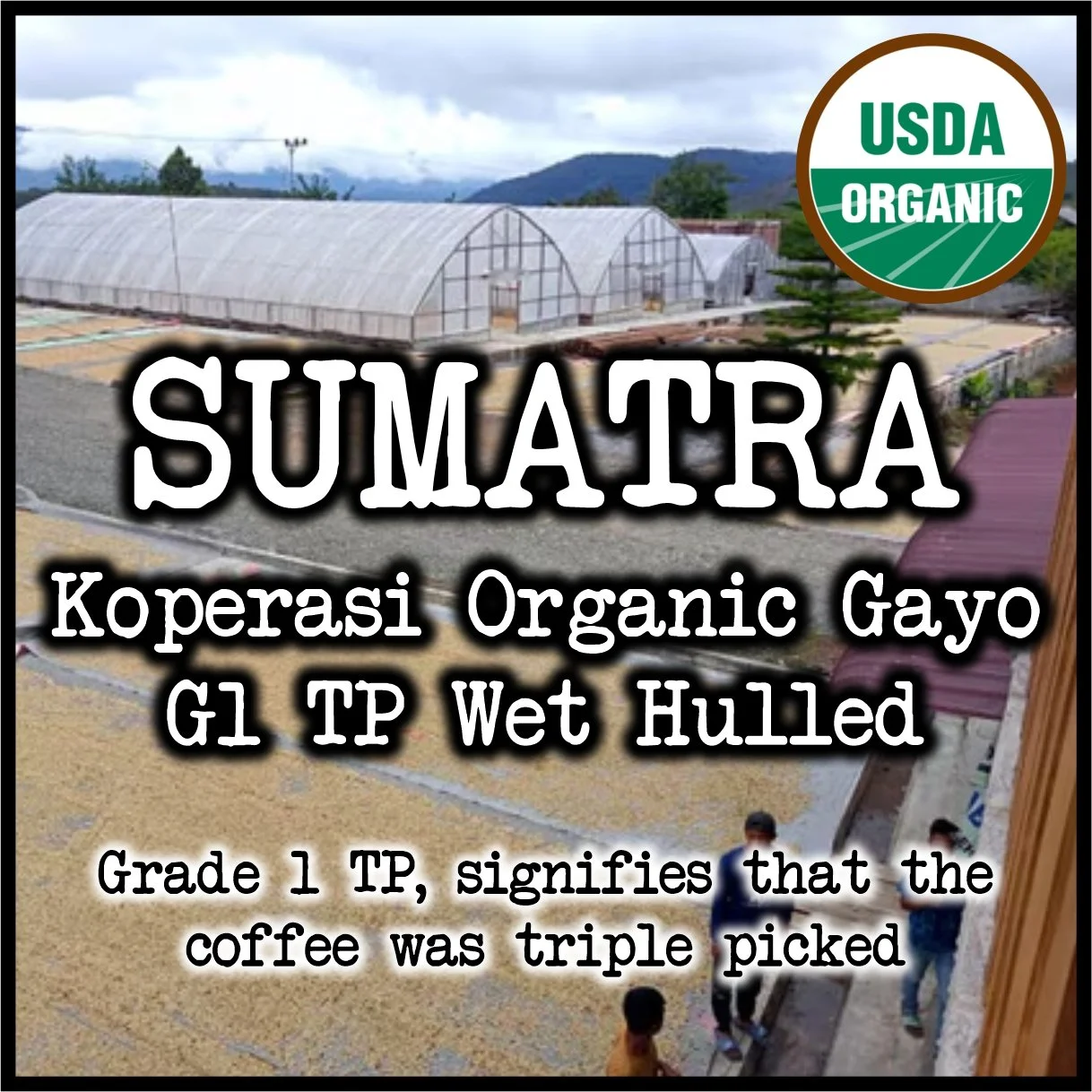 Sumatra Koperasi Organic Gayo.jpg
